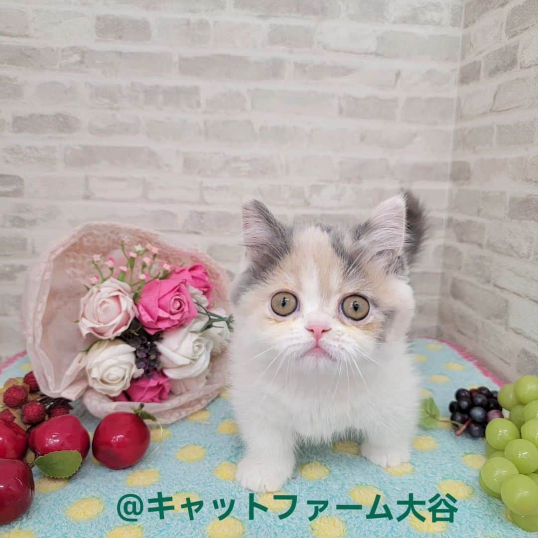 マンチカン(munchkin)キャットファーム大谷のインスタグラム：「Ｎさまご契約にゃんこちゃん🐱💕  ❁*·⑅❁*·⑅❁*·⑅❁*·⑅❁*·⑅❁*·  お店は、月・木曜日が定休日です。 現在、完全予約制になっておりますので ご来店される際はお店へお電話かメールにてご連絡くださいませ🙇‍♀️  お待ちしております🎵  ❁*·⑅❁*·⑅❁*·⑅❁*·⑅❁*·⑅❁*·  #キャットファーム大谷 #まんちかん #マンチカン #ネコ #こねこ #にゃんこ #猫ちゃん #ねこ部 #ニャンスタグラム #猫 #ねこ #子猫 #モフモフ #モフモフねこ #ミヌエット #短足 #ねこすたぐらむ #愛猫 #かわいい #ふわもこ部 #猫のいる暮らし #マンチカンブリーダー #ミヌエットブリーダー」