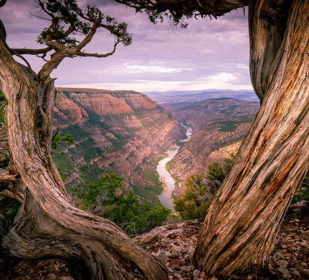 アメリカ内務省のインスタグラム：「There are so many incredible sights along the Green River in Dinosaur National Monument. As it flows from Colorado into Utah, the river passes through famous fossil finds, dramatic river canyons, intriguing petroglyphs and endless opportunities for adventure.    Whether you delight in the challenge of a strenuous hike to spectacular views, the thrill of rafting through a twisting canyon or watching the sunset, there are a variety of activities for you to enjoy.    Photo at @dinosaurnps by Nancy Danna    #publiclands #dinosaurnationalmonument   Alt Text:  Looking through a twisted tree there is a river flowing through dramatic river canyons during a partly cloudy afternoon.」
