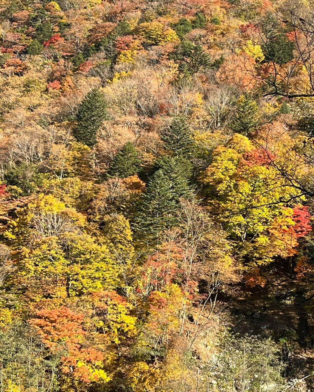 深沢邦之のインスタグラム：「紅葉🍁 今年は 夏が暑かった影響？！ 紅葉になる前に 葉っぱが茶色く 枯れてしまったり 紅葉の時期が 例年とかなりずれたり しっかり紅葉しなかったり なかなか紅葉が 難しい様ですね😅 紅葉狩りを している訳ではないですが なかなかビシッと 紅葉に出会えていない気も 自分でもしています😅 この写真も 『おぉ！』と思い 写真を撮ってはいるのですが😅 今ひとつって感じです😁 2枚目 山の天気は変わりやすく 特に北アルプスは 難しく 雨がパラパラと😱 #深沢邦之チャンネル で検索して下さい👍 YouTubeにて 北アルプスの 燕岳の登山動画を 配信しています😁 もしよかったら✌️ #深沢邦之 #深沢邦之チャンネル#登山#日本百名山 #北アルプス #燕岳 #燕山荘 #剣道 #剣道五段 #出稽古 　　　ふかふかチャオ」