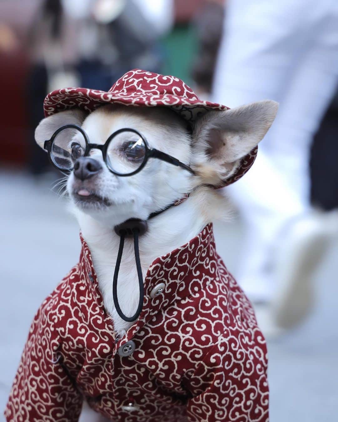のインスタグラム：「Good morning 人生いろいろ 唐草だって色々咲き乱れるわ♪  #dog#dogstagram#instadog#chihuahua#barkbox#mydogiscutest#buzzfeed#dog_features#fluffypack#barkpack#dogsofinstagram#犬#チワワ#手作り#handmade#着物#fashion#紋次郎一家#チーム茶#ふわもこ部#igersjp#peco犬部#dogfashion #whisky」