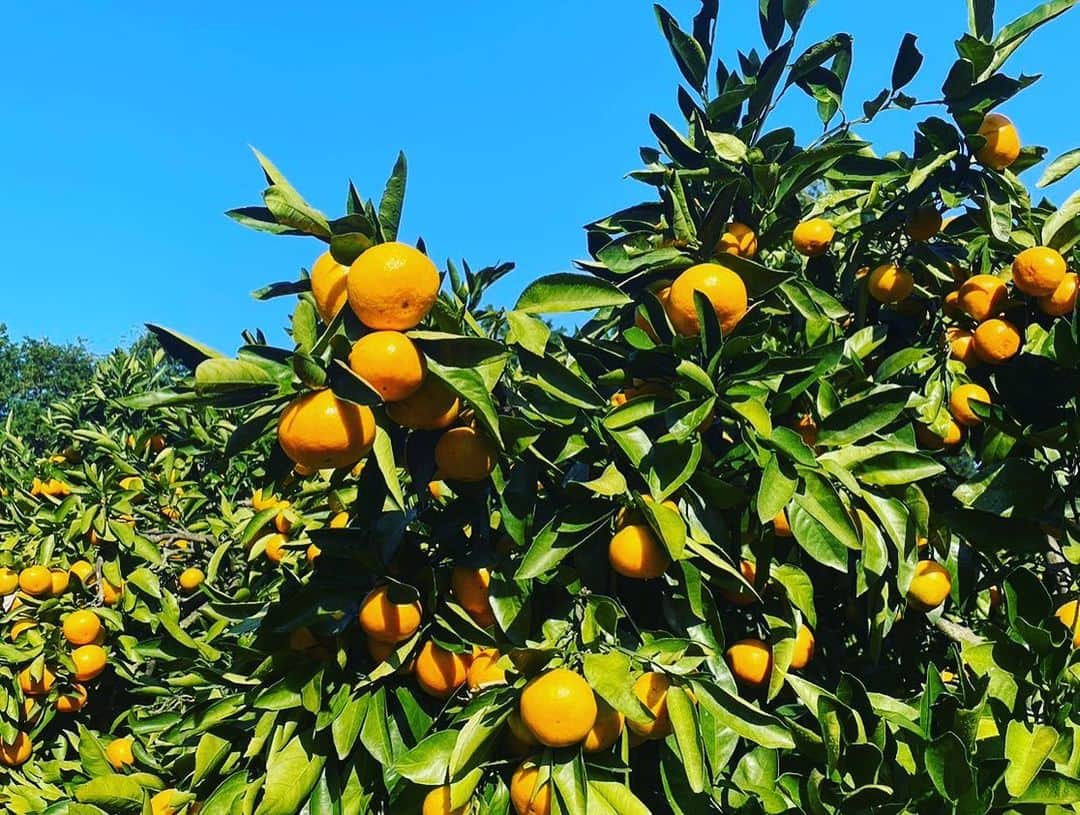 中越典子のインスタグラム：「おはよう🌞朝に気持ちいい写真♡  ①爽やかなみかん畑🍊私は毎年、長崎佐世保のみかんを頼んでいます ②そして、ここのフルーツジャムがたまらなく贅沢で美味しいの！ イチジクもブルーベリーも超フレッシュで、この菜々子ジャムは私の中で、パワージャムです♡  ③ついでに新幹線🚄移動中のおとといの私も。  #菜々子ジャム#爽やか#みかん#甘いよー」