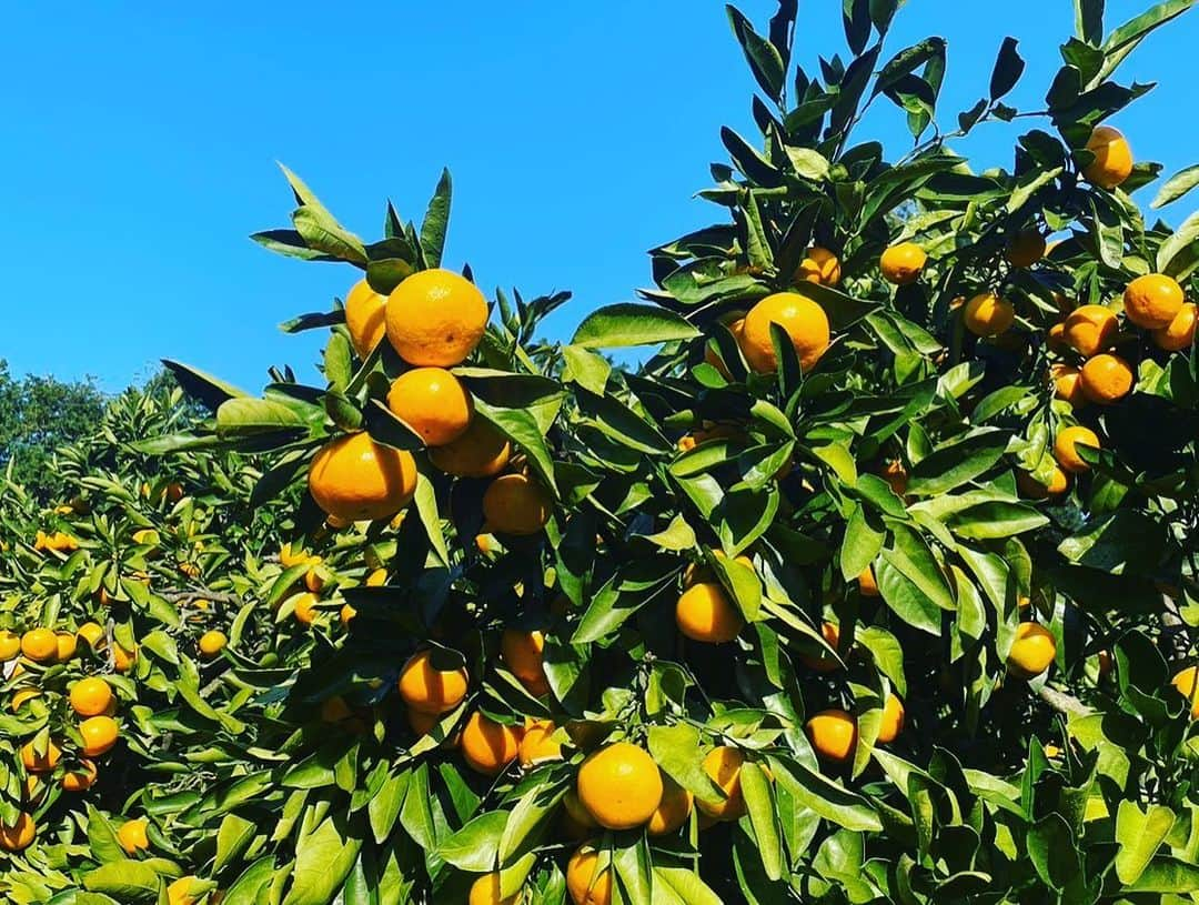 中越典子のインスタグラム：「おはよう🌞朝に気持ちいい写真♡  ①爽やかなみかん畑🍊私は毎年、長崎佐世保のみかんを頼んでいます ②そして、ここのフルーツジャムがたまらなく贅沢で美味しいの！ イチジクもブルーベリーも超フレッシュで、この菜々子ジャムは私の中で、パワージャムです♡  ③ついでに新幹線🚄移動中のおとといの私も。  #菜々子ジャム#爽やか#みかん#甘いよー」