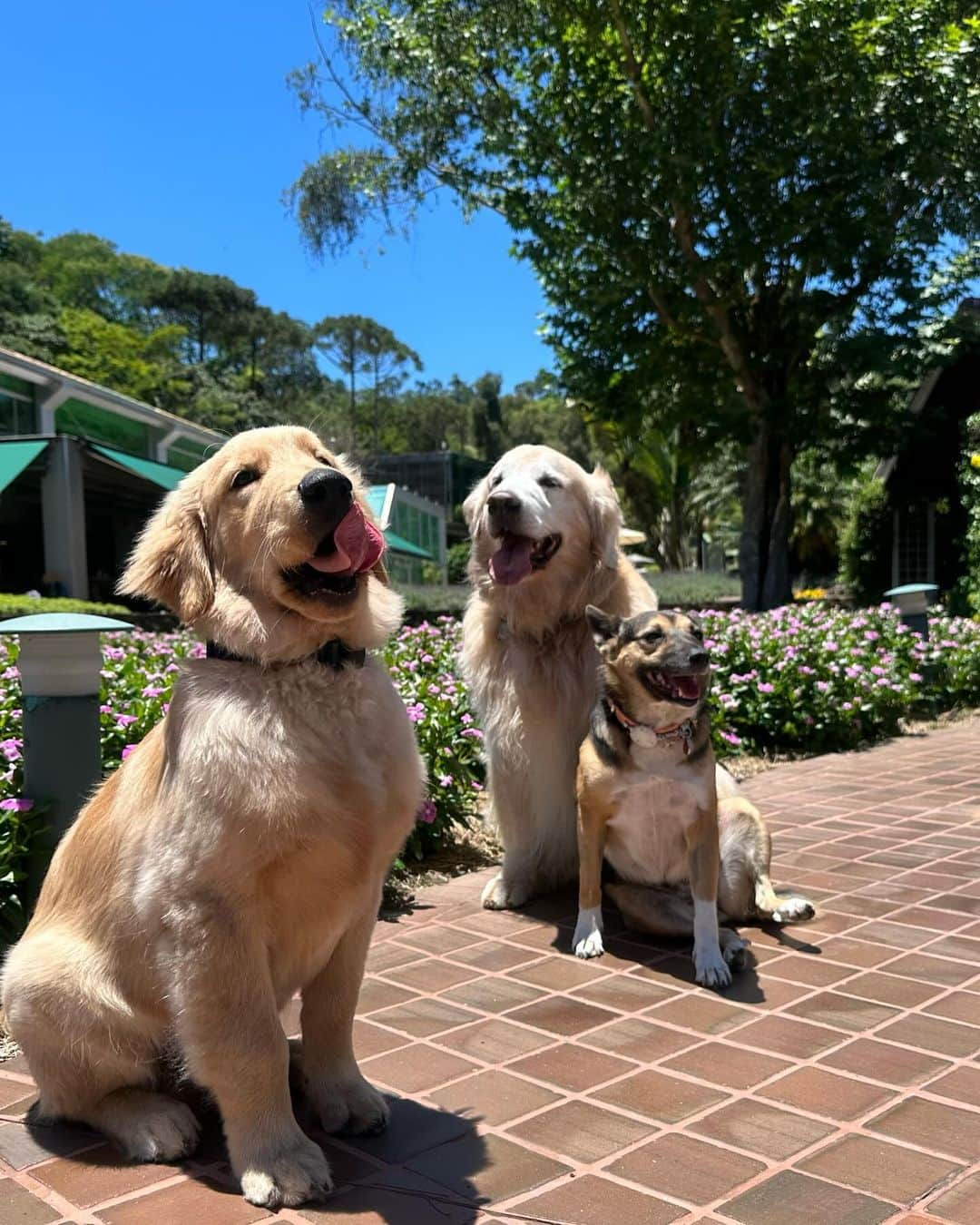 Bobさんのインスタグラム写真 - (BobInstagram)「Nesse paraíso que é o @uniquegarden  Colecionando momentos e memórias inesquecíveis」11月8日 7時46分 - bob_marley_goldenretriever