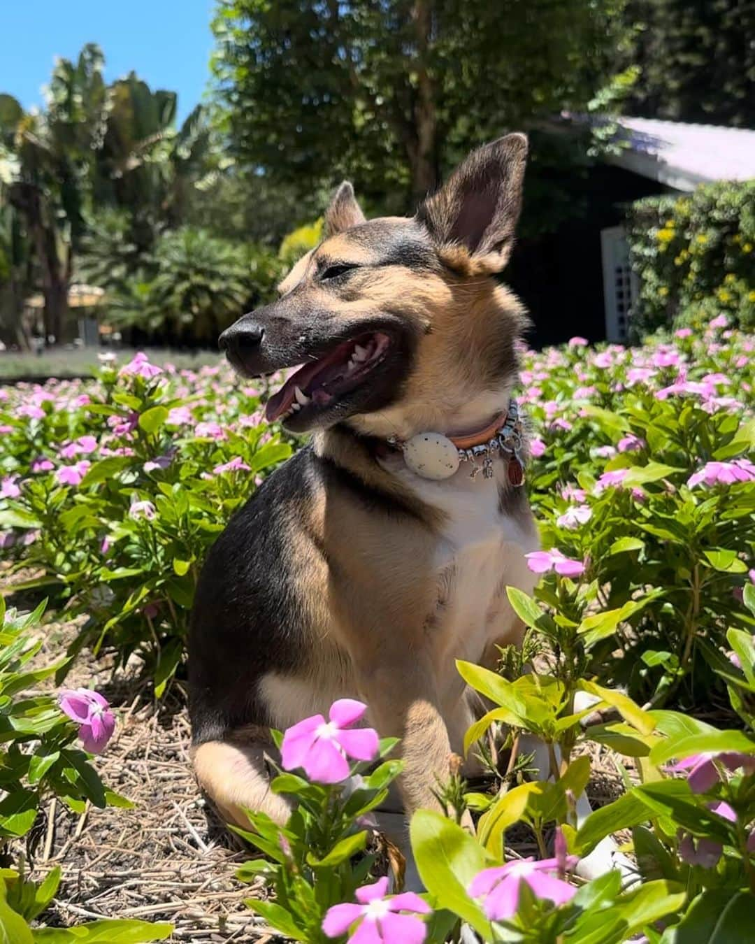 Bobのインスタグラム：「Nesse paraíso que é o @uniquegarden  Colecionando momentos e memórias inesquecíveis」