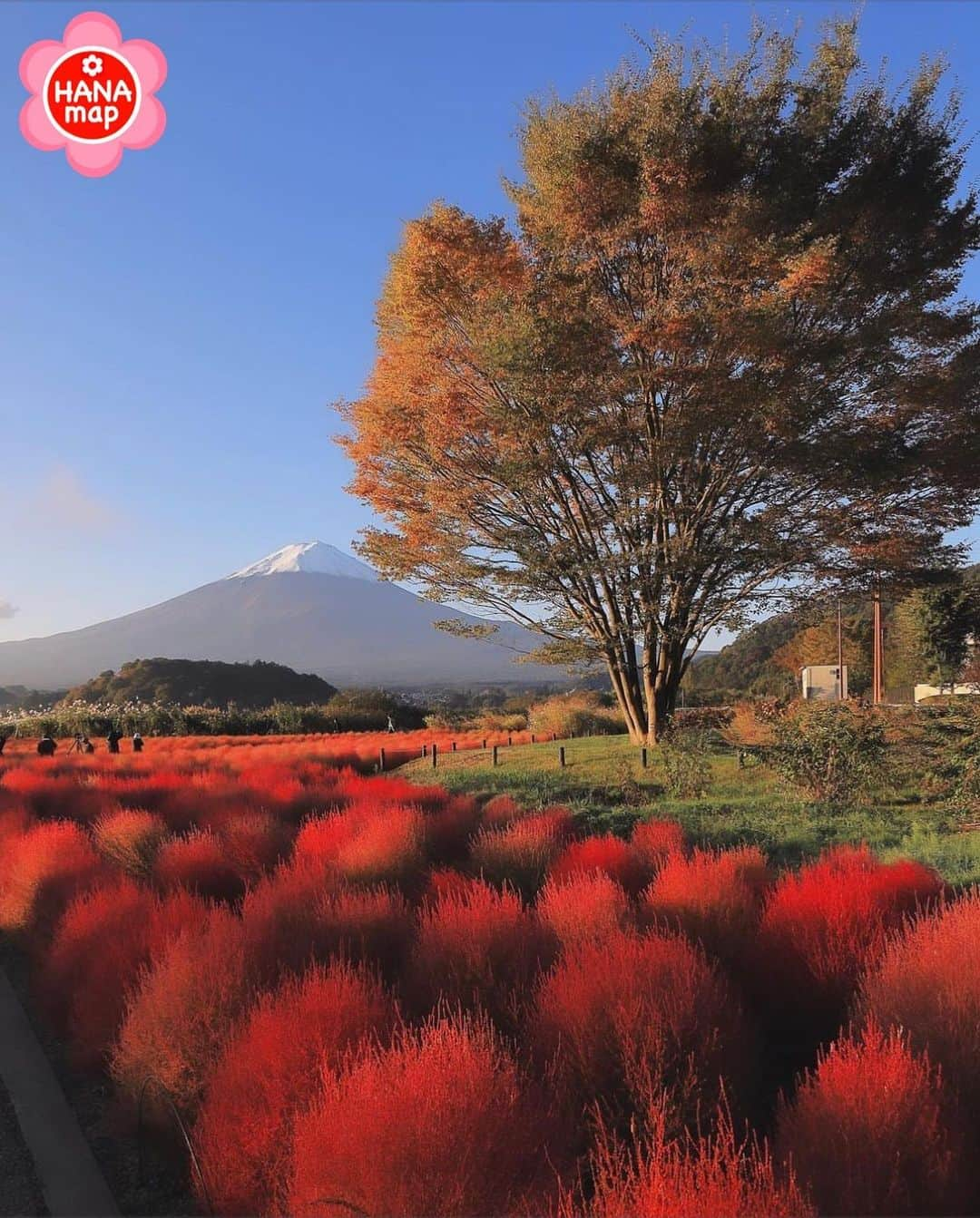 はなまっぷ❁日本の花風景さんのインスタグラム写真 - (はなまっぷ❁日本の花風景Instagram)「🌸はなまっぷ🌸 *  @sasabom43 さんの 花のある風景に花まるを💮 * 白化粧の富士山と真っ赤に染まるコキアをありがとうございます😊🌸 * #山梨　#大石公園 Oishi Park, Yamanashi Pref * コキアの花言葉 夫婦円満 * #はなまっぷ#日本の美しい花風景#花のある風景#花#花言葉#コキア#河口湖#富士山#赤#白化粧#紅葉#mtfuji#秋#風景 * いつも素敵なお花をありがとうございます😊 ※見頃が過ぎている花、終わっている花もご紹介させていただいています。 * 🌸••••••お知らせ••••••🌸 * 花風景検索サイト　はなまっぷ https://hanamap.com 🔍「はなまっぷ」または @hanamap プロフィール欄から ぜひご覧ください * 📖🌸📖🌸📖🌸📖🌸📖 四季の花々を訪ねていきたい にっぽんの花地図 好評発売中📘 📖🌸📖🌸📖🌸📖🌸📖」11月8日 8時08分 - hanamap