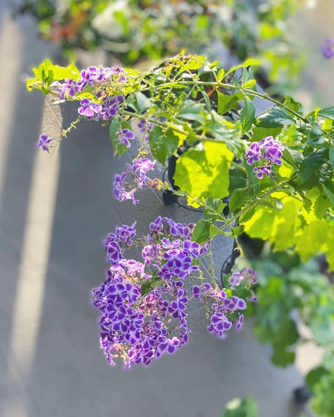 松本孝美のインスタグラム：「#実家　 #花 #植物 #デュランタ #ゼラニウム #パンジー #バラ #エリカ」