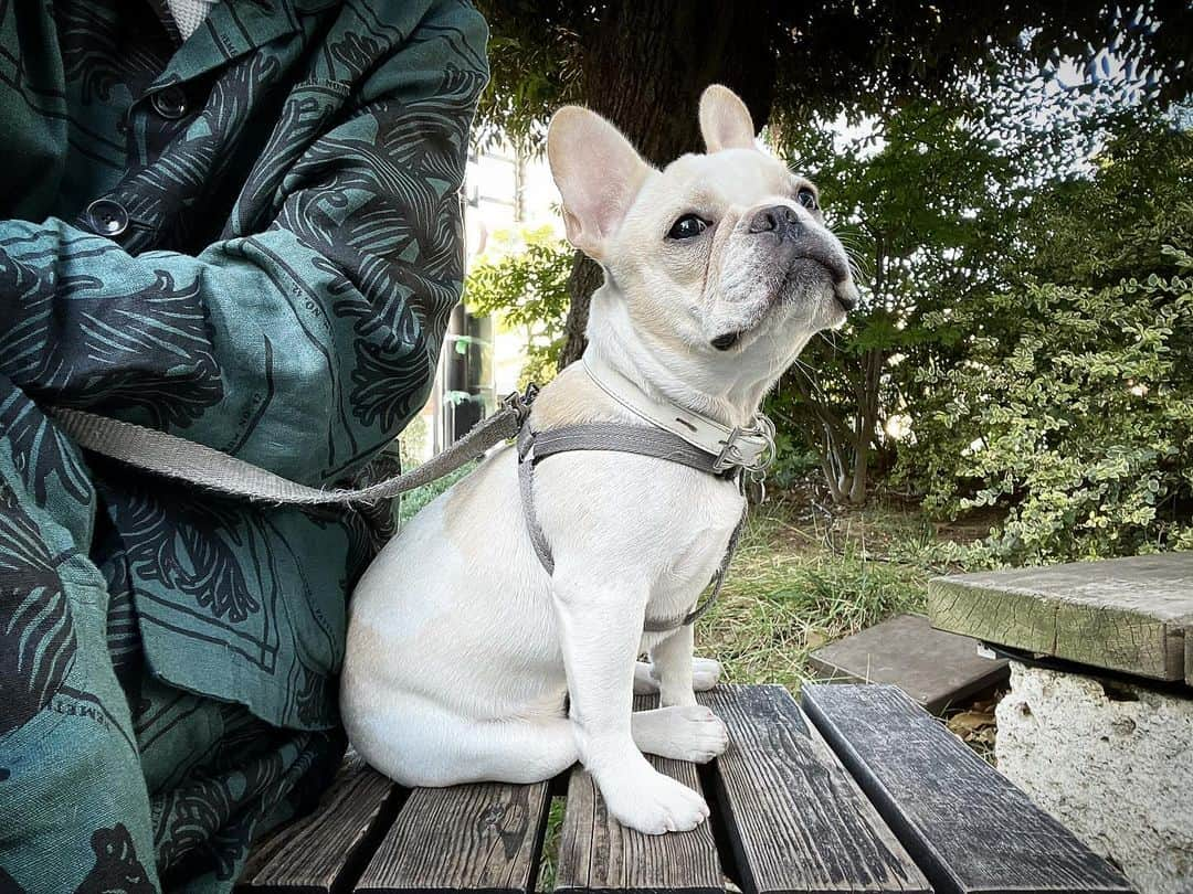 Ham-chanさんのインスタグラム写真 - (Ham-chanInstagram)「おはよう🐶✨いい天気🌞  #frenchbulldog #frenchie #gouttemps #フレンチブルドッグ #フレブル　#フォーンパイド #ハニーパイド #ホワイトアンドクリーム　#ぐーたん」11月8日 8時23分 - hide_ham_tank