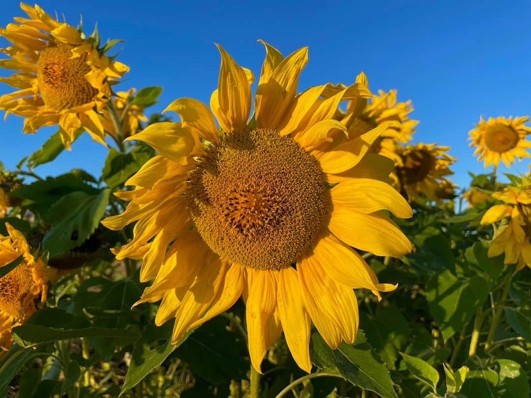 依田司さんのインスタグラム写真 - (依田司Instagram)「11月8日（水） 今日は立冬、暦の上では冬のスタートですが、お邪魔した千葉県佐倉市「マルシェかしま」では、夏の花「ひまわり」が満開となっています。200m続く花畑は壮観。 こちらでは、他のひまわり畑との競合を避けるため、毎年8月にタネを撒き、10月中旬に見頃を迎えるそうですが、今年は記録的残暑もあって大幅に遅れたそう。しかも、この残暑ですくすく育ち、去年より背丈が1.5倍も伸びました。見頃は今週いっぱい。 マルシェかしまさんでは、お米の販売や米粉を使ったスイーツも。シフォンはフワフワもちもち食感と優しい甘さが絶品でした。  #マルシェかしま #冬のひまわり畑#BANANAREPUBLIC #バナリパ #依田さん #依田司 #お天気検定 #テレビ朝日 #グッドモーニング #気象予報士 #お天気キャスター #森林インストラクター #グリーンセイバーアドバンス #プロジェクトワイルド #IPCC伝導者 #japan #japantrip #japantravel #unknownjapan #japanAdventure #japanlife #lifeinjapan #instagramjapan #instajapan #療癒 #ilovejapan #weather #weathercaster #weatherforecast」11月8日 8時36分 - tsukasa_yoda