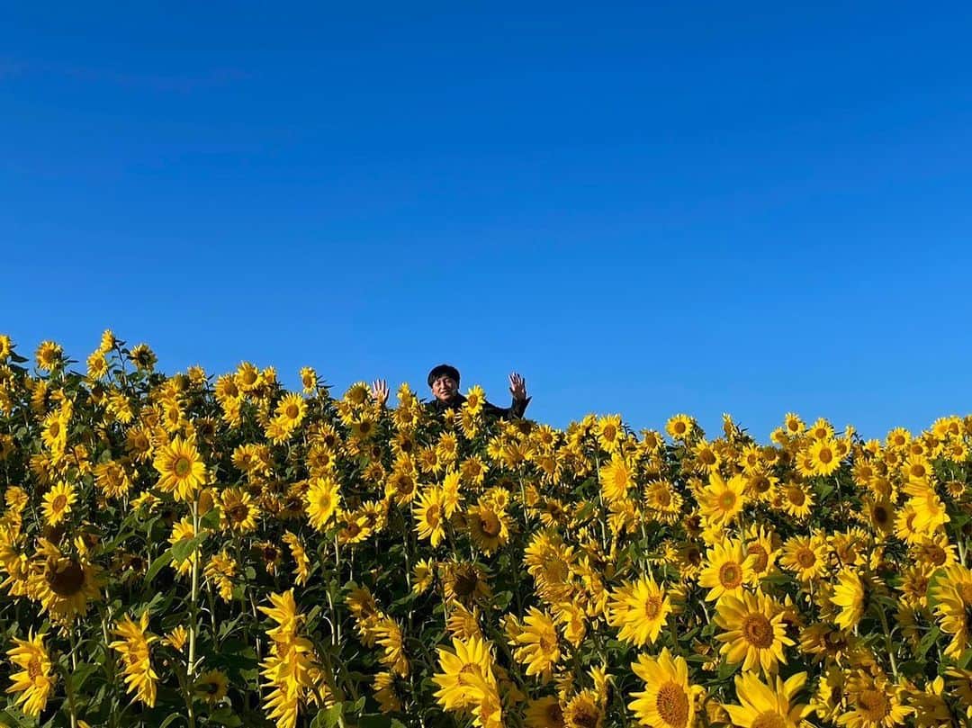 依田司さんのインスタグラム写真 - (依田司Instagram)「11月8日（水） 今日は立冬、暦の上では冬のスタートですが、お邪魔した千葉県佐倉市「マルシェかしま」では、夏の花「ひまわり」が満開となっています。200m続く花畑は壮観。 こちらでは、他のひまわり畑との競合を避けるため、毎年8月にタネを撒き、10月中旬に見頃を迎えるそうですが、今年は記録的残暑もあって大幅に遅れたそう。しかも、この残暑ですくすく育ち、去年より背丈が1.5倍も伸びました。見頃は今週いっぱい。 マルシェかしまさんでは、お米の販売や米粉を使ったスイーツも。シフォンはフワフワもちもち食感と優しい甘さが絶品でした。  #マルシェかしま #冬のひまわり畑#BANANAREPUBLIC #バナリパ #依田さん #依田司 #お天気検定 #テレビ朝日 #グッドモーニング #気象予報士 #お天気キャスター #森林インストラクター #グリーンセイバーアドバンス #プロジェクトワイルド #IPCC伝導者 #japan #japantrip #japantravel #unknownjapan #japanAdventure #japanlife #lifeinjapan #instagramjapan #instajapan #療癒 #ilovejapan #weather #weathercaster #weatherforecast」11月8日 8時36分 - tsukasa_yoda