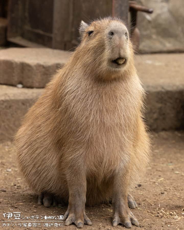 渡辺克仁さんのインスタグラム写真 - (渡辺克仁Instagram)「おはようございます。  #カピバラ #水豚 #capybara #おはよう」11月8日 8時36分 - katsuhito.watanabe
