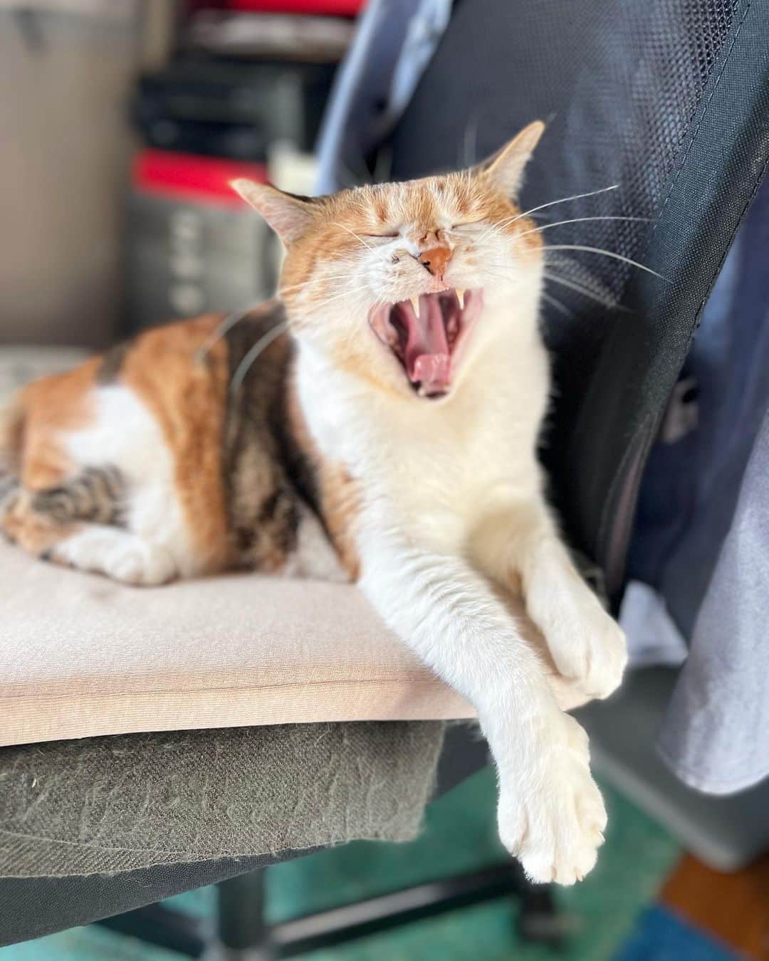 山田稔明のインスタグラム：「おはよ。朝の光とチミータ。 #ポチ実 #三毛猫 #チミあくび」