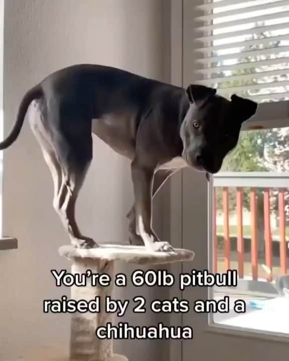 Pit Bull - Fansのインスタグラム