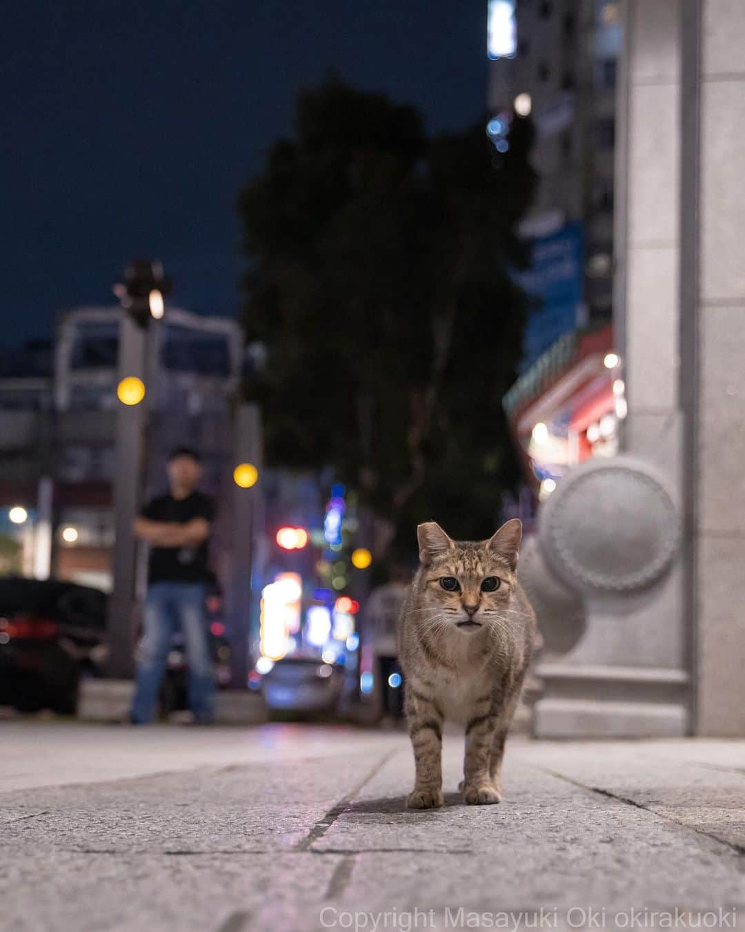 Masayukiのインスタグラム：「立ちはだかる。  #cat #ねこ #猫 #東京カメラ部 #nekoclub  #yourshotphotographer  #my_eos_photo」