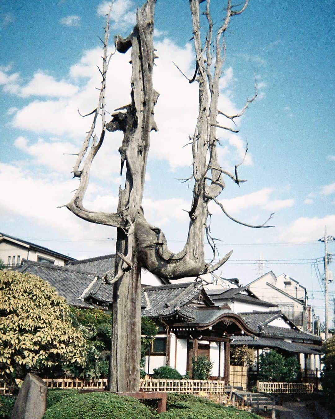 東京DANDYのインスタグラム：「There’s a tree beside a temple, a pleasurable amble from my home here in Tokyo. One night, decades ago but within living memory, bombs rained down on wooden houses, putting 100,000 civilians to death by fire. Those fires killed this tree, its charred and twisted form preserved to remind us of the horrors of war. #ceasefire」