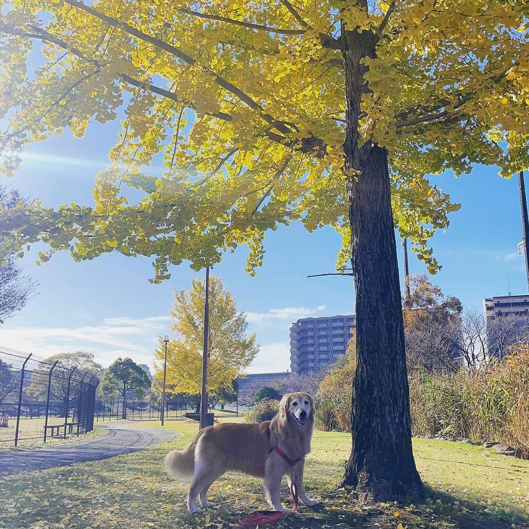 ikumiさんのインスタグラム写真 - (ikumiInstagram)「* * 11/8/2023☀️ . やっと秋の気候になってきましたね🍁 でも今年は暖冬になるとか… * * #viviとohanaのいる暮らし2023#多頭飼い#goldenretriever#ゴールデンレトリバー#大型犬」11月8日 9時38分 - ikumi.betty_jupiter