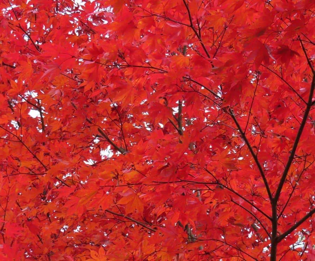 工藤静香さんのインスタグラム写真 - (工藤静香Instagram)「11月生まれの皆さん お誕生日おめでとうございます。  秋は金色　　紅葉が美しくなる季節ですね🍁  色々ある毎日ですが、ちょとした日々の美しい自然と向き合う事もエナジーアップに繋がると思いませんか？  生きているうちに、あとどれぐらい美しいものを見れるのだろうか、あとどれぐらい努力をし、感動する事に出会えるのだろうか、あとどれぐらい大好きな人に会えるのだろうか、なんてふと思う時があります。毎日を大切にしたいですね。  今年も、あと2ヶ月！ 少し気持ちがダウンしそうな時は、空を見たり、月を見たり、身近にある自然に包まれてみてください‼️少し遠出をするなどして気分転換をしてみるのも良いかもしれませんね💕  11月生まれの皆さん 心を奪われるほど嬉しい事、ワクワクがある一年になさって下さい。」11月8日 9時56分 - kudo_shizuka