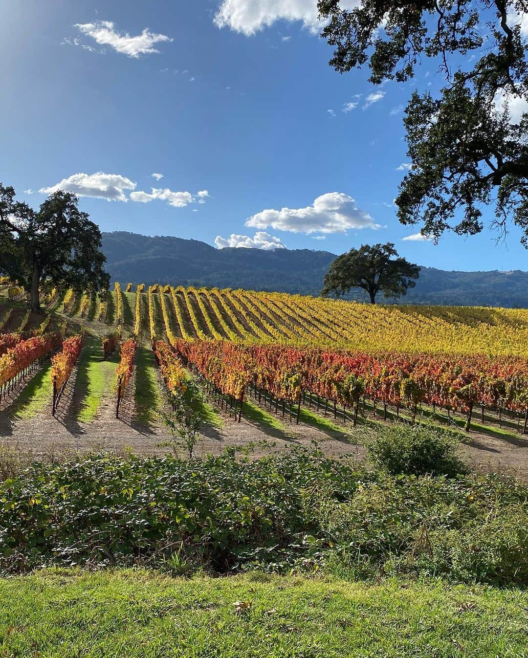 カミール・グラマーさんのインスタグラム写真 - (カミール・グラマーInstagram)「Beautiful days in Sonoma Ca. @colonnarose @brcohn」11月8日 10時43分 - therealcamille