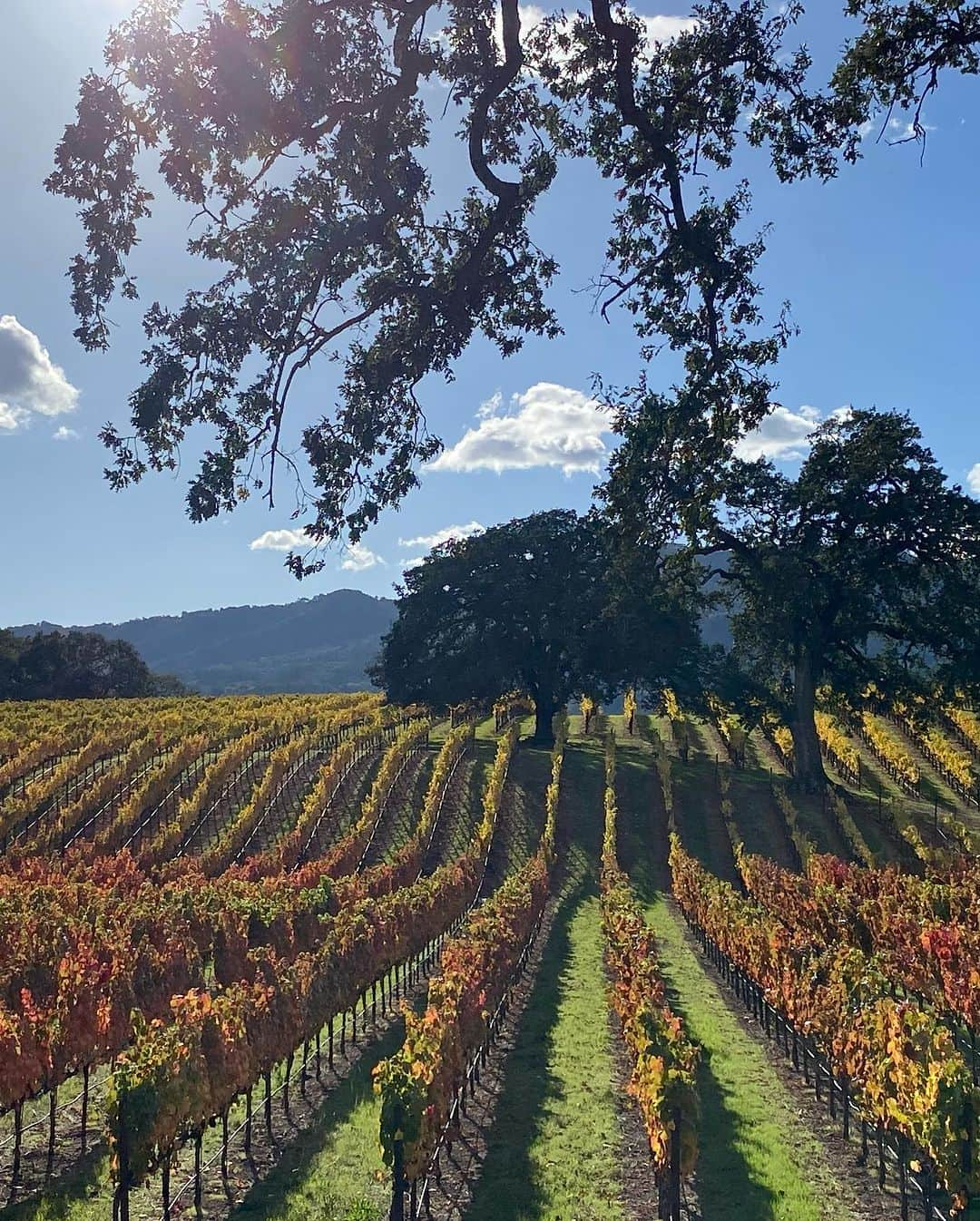 カミール・グラマーさんのインスタグラム写真 - (カミール・グラマーInstagram)「Beautiful days in Sonoma Ca. @colonnarose @brcohn」11月8日 10時43分 - therealcamille