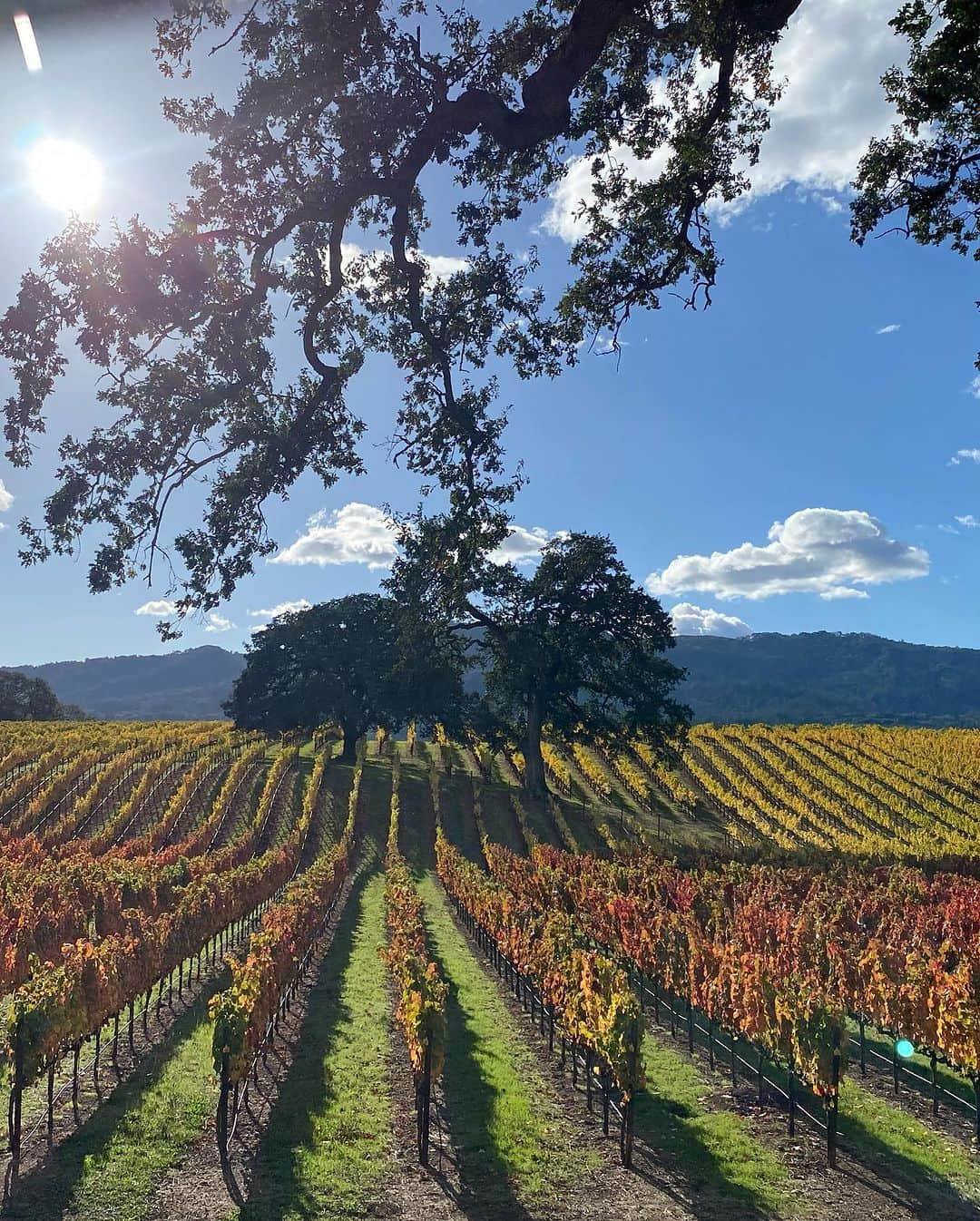 カミール・グラマーさんのインスタグラム写真 - (カミール・グラマーInstagram)「Beautiful days in Sonoma Ca. @colonnarose @brcohn」11月8日 10時43分 - therealcamille