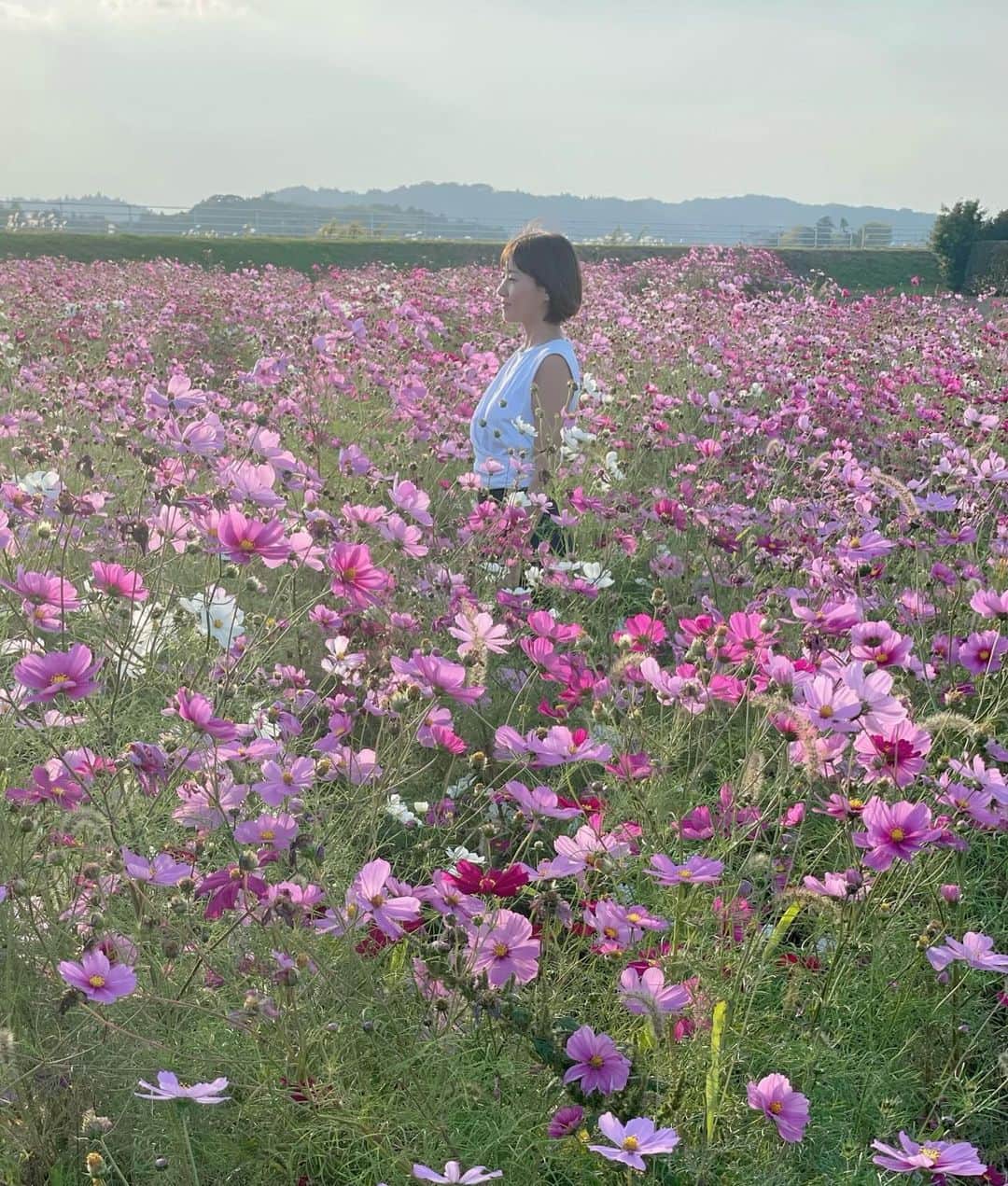 藤崎奈々子さんのインスタグラム写真 - (藤崎奈々子Instagram)「. ドライブしていたら、綺麗なコスモス畑を見つけたよ！  暖かすぎて、全然秋を感じないけど、お花はちゃんと季節を感じますね  所々にコスモス畑があったんだけど、次の作物を植えるためのお休み期間なのかな？ 石垣島のひまわり畑もこんな感じだったなぁ ・ #ドライブスポット #秋桜 #コスモス畑」11月8日 10時54分 - nanakofujisaki