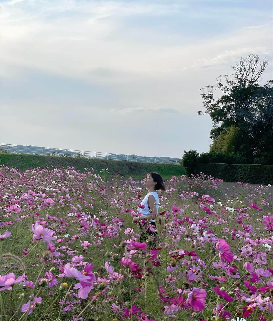 藤崎奈々子さんのインスタグラム写真 - (藤崎奈々子Instagram)「. ドライブしていたら、綺麗なコスモス畑を見つけたよ！  暖かすぎて、全然秋を感じないけど、お花はちゃんと季節を感じますね  所々にコスモス畑があったんだけど、次の作物を植えるためのお休み期間なのかな？ 石垣島のひまわり畑もこんな感じだったなぁ ・ #ドライブスポット #秋桜 #コスモス畑」11月8日 10時54分 - nanakofujisaki