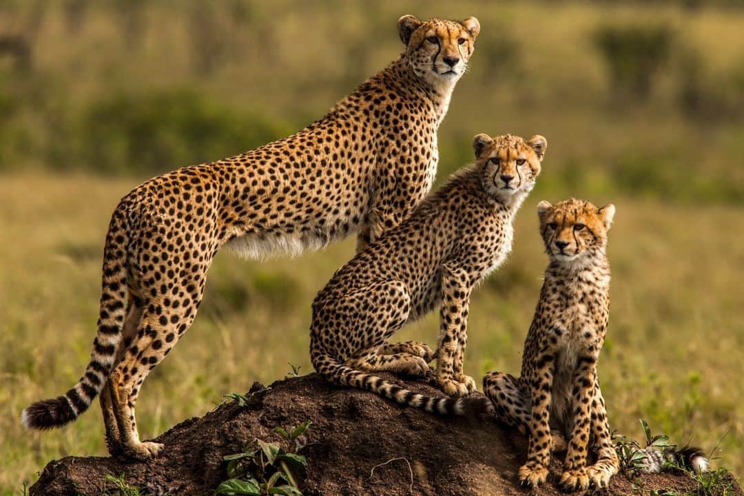 ナショナルジオグラフィックのインスタグラム：「Photo by @beverlyjoubert | For a cheetah mother, rearing young is a feat of patience, resilience … and preparedness. Staying watchful and alert is how meals are found and threats from larger predators averted. Luckily, in the sprawling flatness of Kenya's Mara ecosystem, scanning the horizon for both takes just a little elevation. The ubiquitous termite mound offers the perfect perch when vigilance is required. Before very long, these two youngsters will grow to appreciate the usefulness of a lookout spot, too. For more of my work, follow me @beverlyjoubert.」