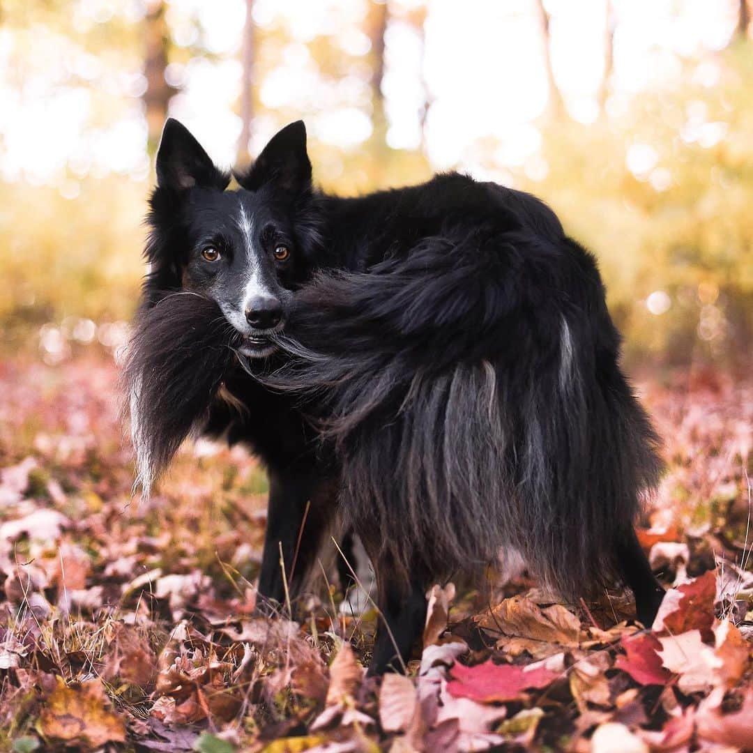 のインスタグラム：「When you’ve finally caught your tail 🥹 - 📷 @kelly_bove - #barked #dog #doggo #BorderCollie」