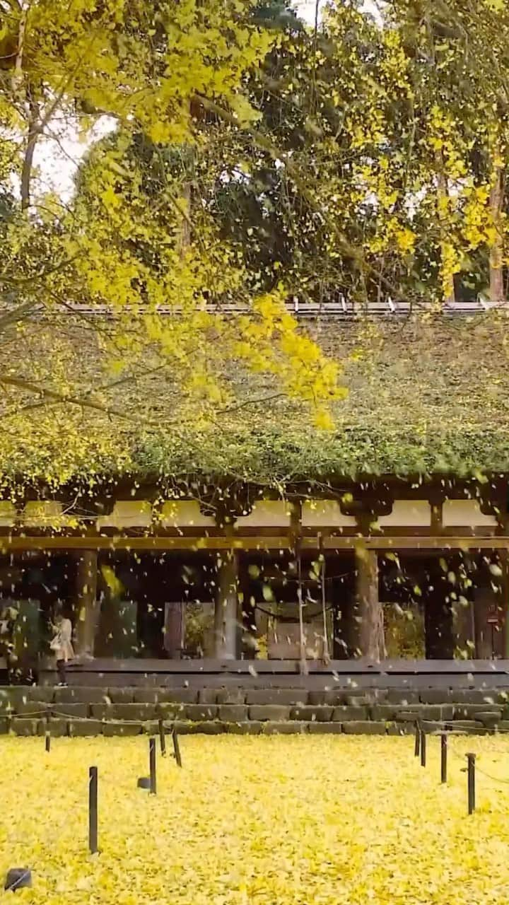 Rediscover Fukushimaのインスタグラム：「✨💛 Shingu Kumano Shrine Nagatoko (新宮熊野神社長床) 💛✨  This is Shingu Kumano Shrine, which was built over 900 years ago, and its famous ginkgo tree that is over 800 years old! 🙌   In autumn, the ginkgo tree, designated as a Natural Monument of Kitakata City, turns bright yellow and becomes illuminated at night! A truly breathtaking sight. 💛  📍 Location: Kitakata City, Fukushima Prefecture, Japan  🗓️ The best time to visit is typically from mid to late November. ❗️As of now, the leaves are only starting to change color and the tree is still mostly green, so it might be better to wait a few weeks to see it at its peak yellow! Once the leaves start falling, they create a golden carpet on the ground, a truly magical scene.  💡Tree illuminations this year are scheduled from Wednesday 15th to Wednesday 22th of November from 17:30 to 19:30.  From 8:30 to 17:00 there is an admission fee, even during the illumination period.  Admission: Adults 300 yen, high school students 200 yen , junior high school students and younger free of charge. Discounts apply for groups of 20 or more people.  Admission is free during the light-up hours (evening) only.  Save this reel for your next visit! 🔖  #fukushima #visitfukushima #kitakata #shingukumanonagatoko #autumn #autumnvibes #beautifulplaces #japantravel #japantrip #wonderfuljapan #instagood #autumndestinations #autumninjapan #beautifuldestinations #beautifuljapan #japan #japanreels #japantravel #tohoku #countrylife #countryliving #ruraljapan #aizu」