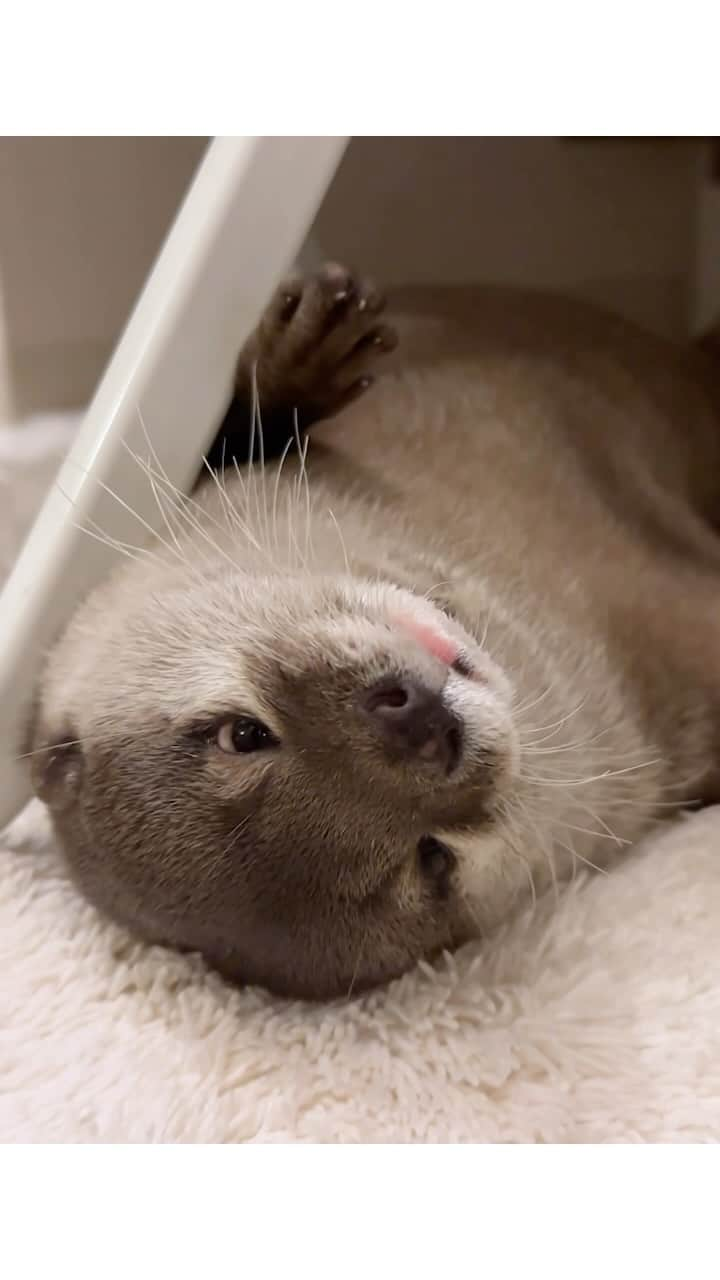 カワウソ コタロー&ハナのインスタグラム：「Chillin’ Hana🌼 眠そうなハナコロ . . . #otter #otters #cute #pet #animal ‪#カワウソ #コツメカワウソ #動物 #ペット #カワウソコタロー #カワウソハナ #コタロー #かわいい #かわうそ #もふもふ #수달 #귀여워 #水獺 #loutre #lontra #lutra #выдра #nutria#otterlove #kotarotheotter #otterkotaro」