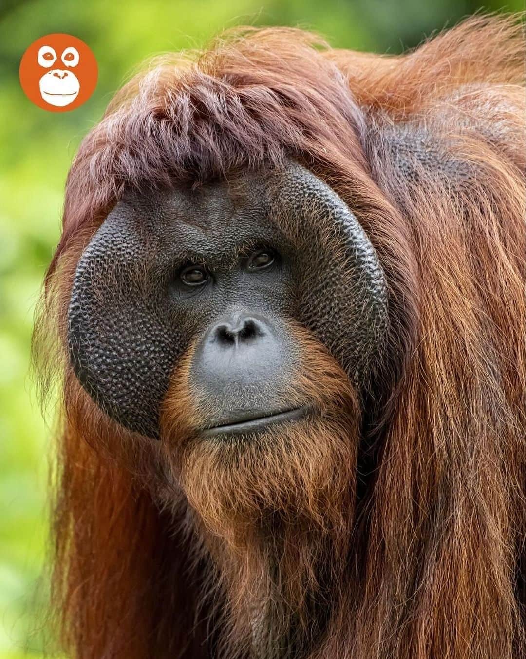 OFI Australiaのインスタグラム：「Did you know ... when male orangutans reach maturity, some of them develop large cheek pads called “flanges”. They also develop large throat sacks to make loud verbal noises called “long calls”, which are used to warn other rival males and attract females. Sometimes the sound of a long call can be heard from up to two kilometres away!  #OrangutanAwarenessWeek #oaw2023 #OAW #saveorangutans #saynotopalmoil」