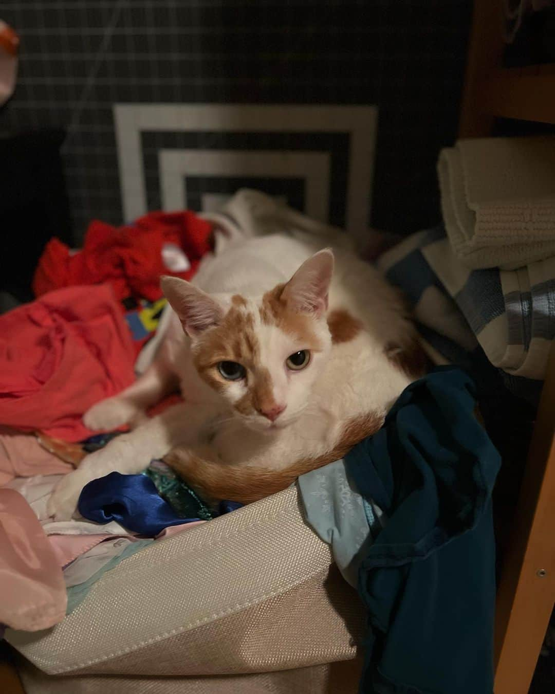 Richard Kittyのインスタグラム：「We found Richard in the hamper 😂  (📸: @danpawlovich)」