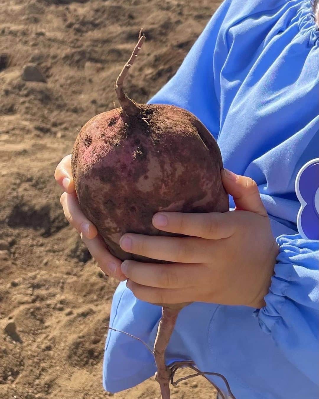 藤澤恵麻さんのインスタグラム写真 - (藤澤恵麻Instagram)「⁡ ⁡ 次女とお芋掘りに行きました。 心地よい秋風が吹く中、畑に実ったさつまいもを収穫させてもらいました。 土のひんやりとした感触を感じならがら素手で掘ると、大きくて立派なお芋がつるに何個もついていて感動！ 娘も初めての体験に興味津々でお芋に触れる様子が微笑ましかったです。 ⁡ 持ち帰ったさつまいもは、しばらくベランダに干してから「揚げない大学芋」を作ってみました。自分達で収穫したさつまいもは特別な味わい。 沢山獲れたので、次は何を作ろうかと思案中です。 もしおすすめのさつまいも料理がありましたら、ぜひ教えて頂けると嬉しいです。 ⁡ ⁡ #恵麻 #ema #お芋掘り #キッズ #さつまいも #大学芋」11月8日 12時28分 - ema_fujisawa_official