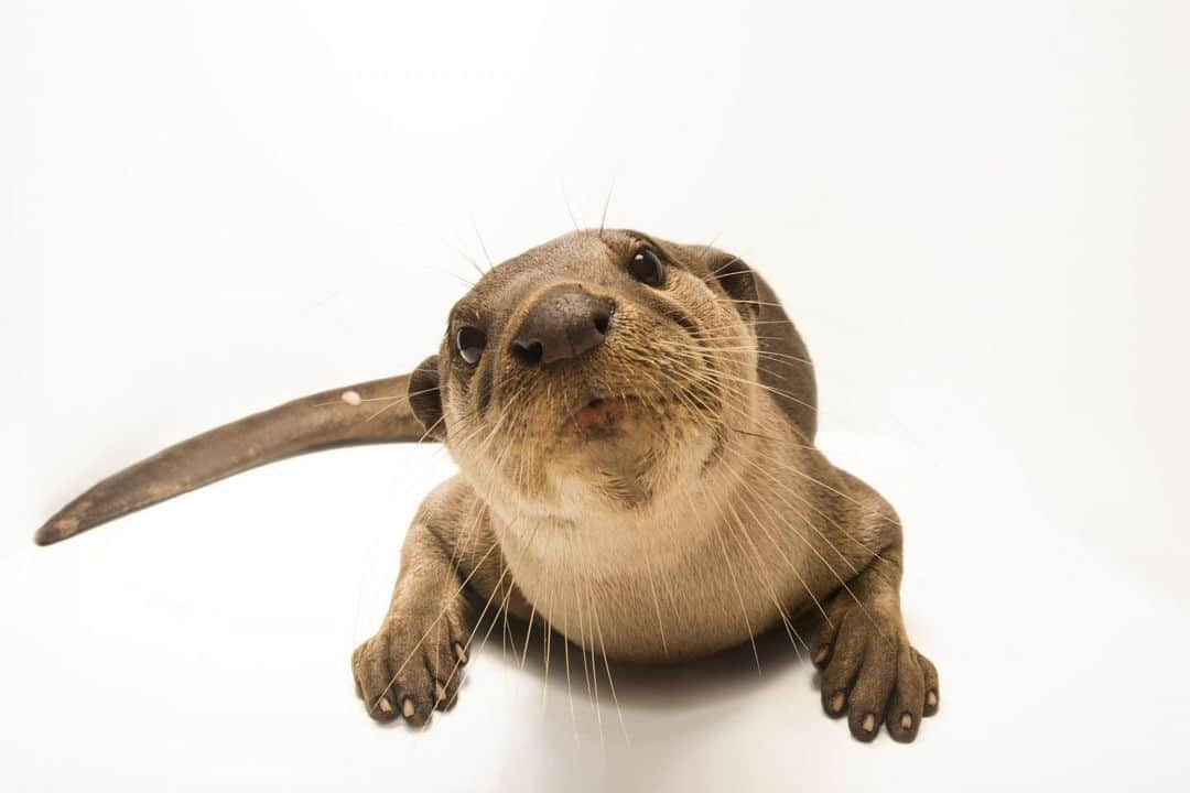 Joel Sartoreのインスタグラム：「You can help to protect smooth-coated otters like this one @accb_cambodia by cutting back on your consumption of single-use goods and either reusing or recycling products when they have reached the end of their life-cycle. Keeping rivers and streams free of debris allows fish populations to thrive, meaning more food for the otters! As strong swimmers and intelligent group hunters, this species has earned a reputation for being a “fish specialist” throughout its home range. Most successful hunts end in the water with small fish being swallowed whole, but large fish are taken to shore for a proper feast.  #otter #animal #wildlife #photography #animalphotography #wildlifephotography #studioportrait #PhotoArk #SEAZA @insidenatgeo」