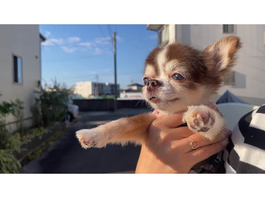 kotaro45のインスタグラム：「2023.11.8 (水)  おひさまいっぱい浴びよー🌞  #よちよちコタさん #日光浴コタ」