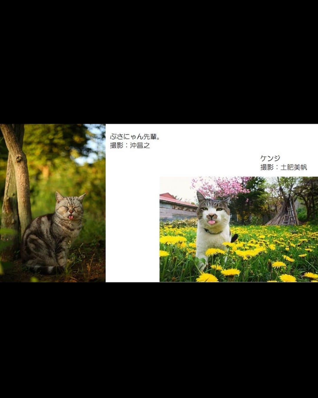土肥美帆のインスタグラム：「😺 ・ 猫写真家の沖昌之さんとトークイベントだべや @okirakuoki  さん よろしくお願いしまーす(=-ω-=)✨ @yomicul_official   猫写真家 沖 昌之×土肥 美帆トークイベント 「猫写真で笑顔を増やすことはできる？」  　ぶさにゃん、必死すぎるネコなど、SNSや写真集、カレンダーなどで大人気の猫写真家沖昌之さんと、big_face_cat_kenjiでお馴染みの小樽のボス猫ケンジと、その仲間たちを中心に猫の写真を撮り続けている写真家土肥美帆さんによるトークイベントを開催します。  　今回お話しいただくテーマは、「猫写真で笑顔を増やすことはできる？」です。お二人はいつもどんな気持ちで撮影しているのか？写真を見てくれる人へ伝えたいことや、逆に受け取るものなど、具体的なエピソードを交えてスクリーンで写真を鑑賞しながらお話をうかがいます。  　MCは猫の本などの編集、デザインなどを手掛ける樋口かおるさんです。お二人をよく知る猫の本のプロが、沖さん、土肥さんがいつも心に秘めていることを引き出していきます。ここで初めて聞けるお話も多く出てくる予定です。貴重な機会をどうぞお聞き逃しなく！  　また、当日会場ではカレンダーや写真集の販売、サイン会、ツーショット撮影会も予定しております。多くの方のご参加をお待ちしております。一緒に楽しみましょう。  ※本講座は同日時に、ZOOMウェビナーでの配信もいたします。アーカイブ視聴が2か月付いておりますので、ぜひ繰り返しお楽しみください。オンライン、会場開催の申し込みの方全員に開催日翌々日までに視聴URLをお送りいたします。  ※会場参加の方は18：00より整理券をお配りいたします。整理券の番号順に18：15より会場へご入場いただきます（お席は自由です）。  【日　時】2023年12月12日（火）18：30～19：40  【会　場】読売新聞東京本社3階新聞教室（東京 大手町）東京メトロ、都営地下鉄三田線　大手町駅 C3出口直結　JR東京駅 北の丸口より徒歩10分  【参加費】会場：3,520円　オンライン：2,420円　※アーカイブ視聴2か月付き（会場参加の方へも視聴URLをお送りします）」