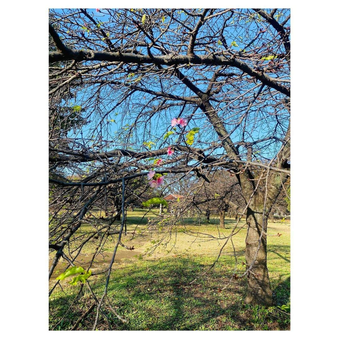 今泉マヤのインスタグラム：「♩  季節はずれの風が運ぶ思い出たち〜🌬️  梅の花といえば太宰府天満宮 ⛩️ Threadsより塾の思い出もご一緒に✨  #陽のあたる坂道 #doasinfinity」