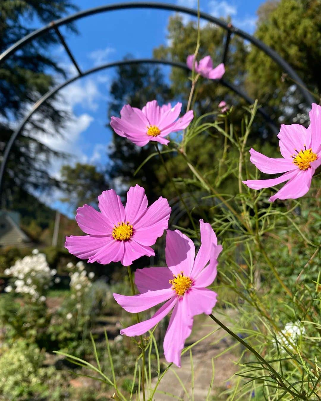 片桐千晶さんのインスタグラム写真 - (片桐千晶Instagram)「⁑ 片桐的に仙台No.1の癒しスポット🌸 自然の中で久しぶりにアレンジメントを作ってきました✨ 今回はお正月飾り🎍  結婚式の髪飾りも こちらの先生に素敵に仕上げて頂いたのです☺️ はーーーー癒されました🌿💕  #仙台 #フラワーアレンジメント #アーティフィシャルフラワー #癒しスポット」11月8日 13時23分 - chiaki.katagiri333