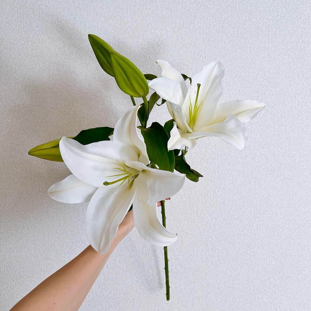 塩野響子のインスタグラム：「⠀White Lily 🤍*. ° ⠀ ⠀ #とっても大きな百合 #百合の花  #リリー #白い花 #花言葉 #無垢 ⠀」