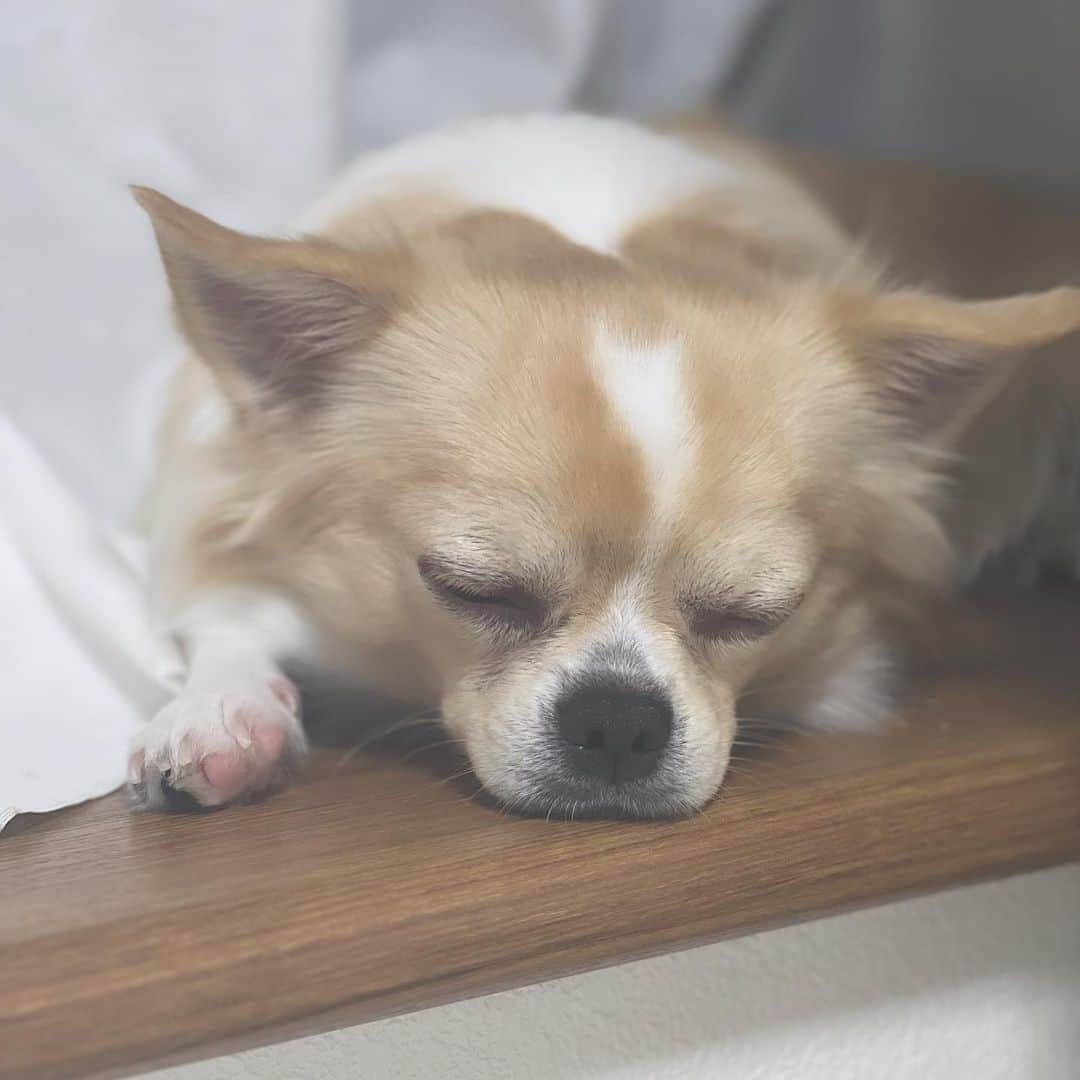 大塚美波のインスタグラム：「たまには愛犬も💕🐶  #犬のいる暮らし #犬のいる生活 #チワワ #チワワ大好き」