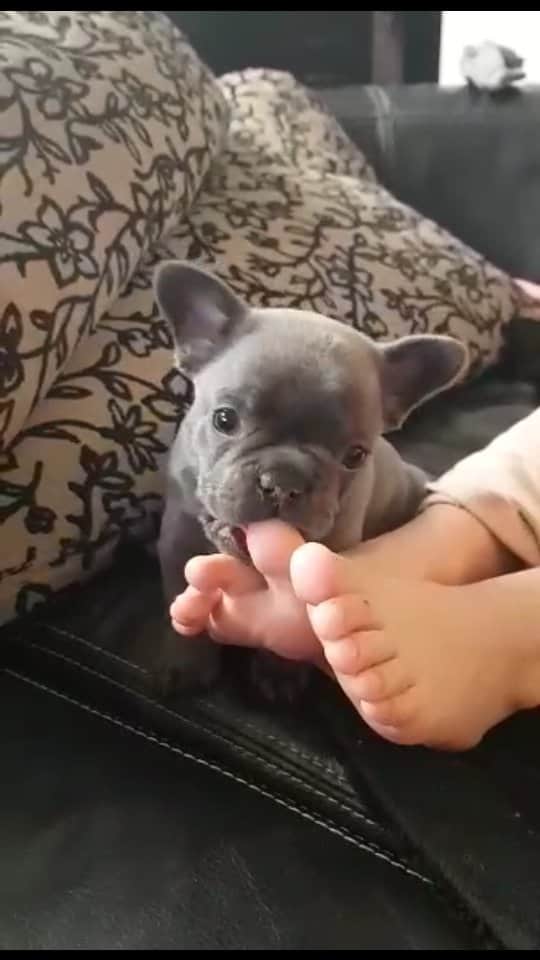 French Bulldogのインスタグラム：「Footloose and Frenchie: A Lick-Loaded Laughter Fest with our French Bulldog Pal! 👅👣😄 @lanaprincipessa   . . . . .  #FrenchieFun #PuppyLove #LickAttack #GigglesGalore #frenchiebulldog #frenchieworld #frenchiepuppy #CutenessOverload #PawsandGiggles #FurryFriends #SweetPuppyKisses」
