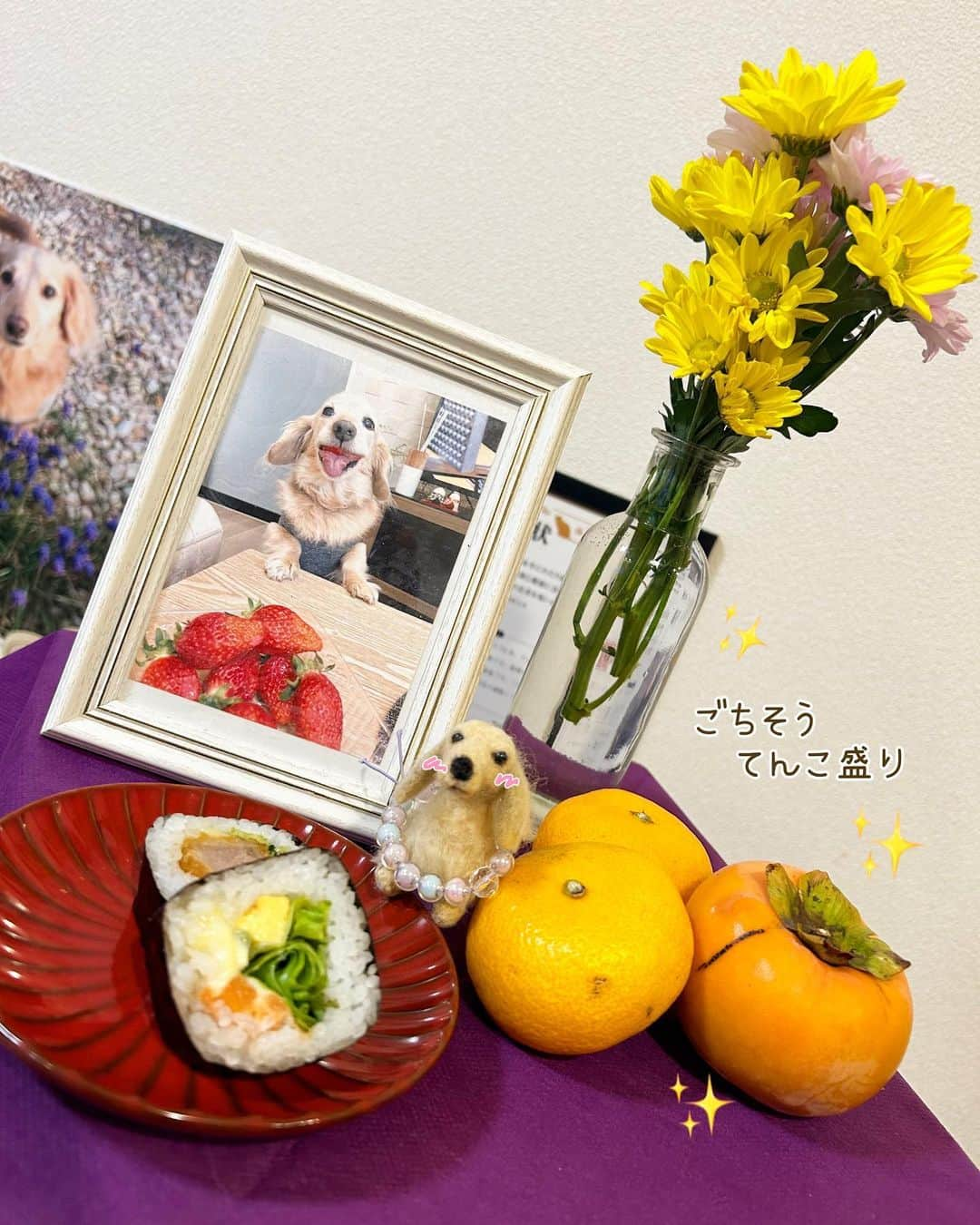 チズさんのインスタグラム写真 - (チズInstagram)「早いものでマロくん一周忌🌈です  マロン🐶のこと想わなかった日なんて 一度もなかった1年💓  姿🐕💨はみえなくても お空から見守ってくれてるよね😌 天使のお仕事頑張ってるよね マロン🐶のことだから お友達も沢山出来てるでしょう🫶🏻  いつか会えるその日を 信じて🌈✨🥺  主人の母が庭に実った柿を 母がお花💐と 「マロン🐶好きやったやろ。」って 持って来たみかん🍊と巻き寿司を お供えしました。 →えっ？お母さん‥ 巻き寿司あげてたん？と びっくり‼️しましたが それ以上は聞きませんでした🫣  まぁ、過去の話だしね 真実はマロン🐶と母のみが 知るですね🫢  #命日#一周忌 #虹の橋 #虹組さん 🌈  #Ｍダックス#ダックス#ミニチュアダックス#腎不全犬#腎臓病犬#親父犬#シニア犬#ミニチュアダックスフンド #ミニチュアダックスクリーム#短足部 #兵庫犬#短足犬#カニンヘンダックス #ダックス17歳#カニンヘンダックスフンド#老犬との暮らし#老犬ダックス#シニアライフ#犬は家族#犬のいる生活#インスタでわんこみるのが日課 ♡♡」11月8日 23時10分 - sqi.chizu