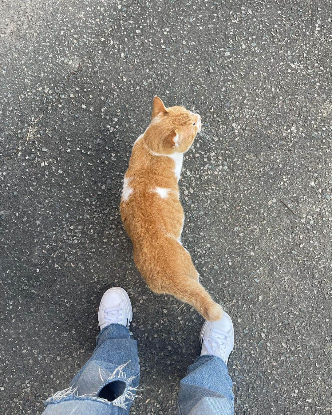 坂本 愛玲菜さんのインスタグラム写真 - (坂本 愛玲菜Instagram)「この子、私のこと好きみたい🐈」11月8日 23時05分 - erena_hkt48