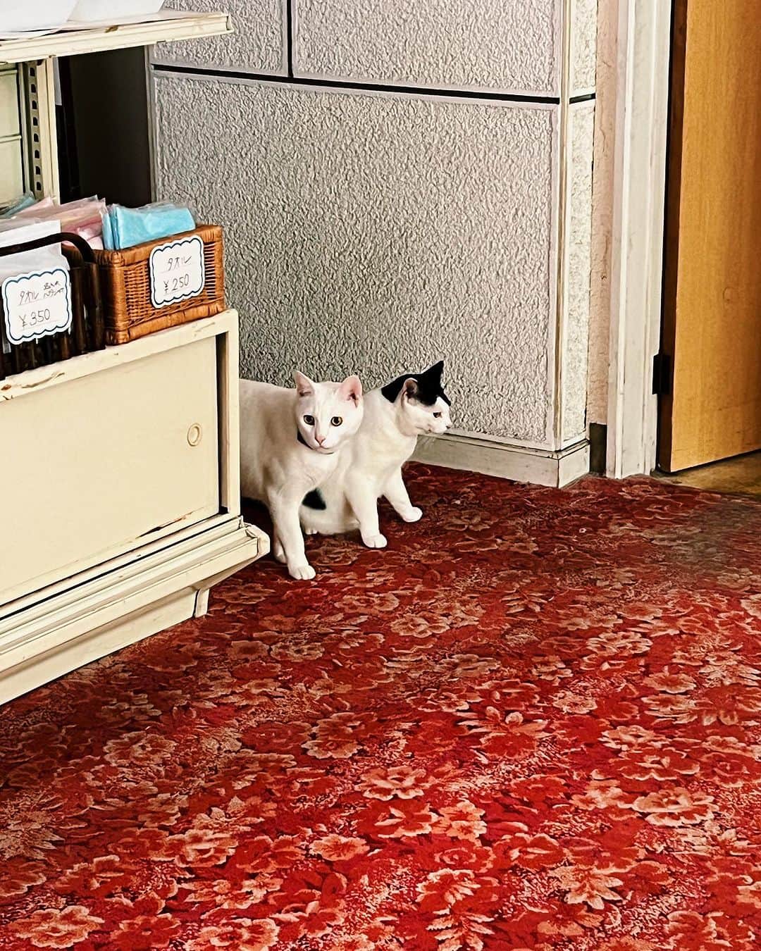 茜さやさんのインスタグラム写真 - (茜さやInstagram)「♨️温泉が気持ちいい季節♨️  この前行ったおすすめの温泉！ 塩原温泉にある秘湯の宿『元泉館』さん  ３つの異なる源泉があって、お湯はその日によって 様々な色に見えます✨  今回は邯鄲の湯に入ったけれど秘密基地みたいでワクワク！ 岩がむき出しで1人瞑想ができそうな空間でした…！  温泉成分の膜がバリバリにはっていて見た目からも最高！ 入ると腕や足につくくらいの濃厚さ🤤💕  見た目、匂い、成分等強くて濃い！ 温泉が大好きなのでたまらなかった🥰  さらに！ このお宿には保護猫ちゃんがフロントに沢山！ この日はチュールをあげさせていただきました🐈🐈‍⬛  本当に可愛かった〜☺️💕 癒される…！  最後に身体にいいので温泉飲んでみましたが（飲める温泉） 最後の表情通り美味しくは…なかったよ！笑  いい薬は苦いって言うし是非一度試してみてね🍵笑  《日帰り入浴》 8:00〜20:00の間の2時間 1人　800円（HPに嬉しい割引あり✨）  ※日帰り入浴でご利用可能な浴場は 高尾の湯大浴場と渓流露天風呂のみ♨️ （うちが入ったのは宿泊用の邯鄲の湯）  ランチもやられているみたいです🍽  #塩原温泉 #元泉館 #温泉　#栃木県　#栃木県観光 #塩原温泉 #猫のいる宿  #保護猫　#onsen #hotspring #hotsprings #tochigi」11月8日 23時13分 - saya.akane
