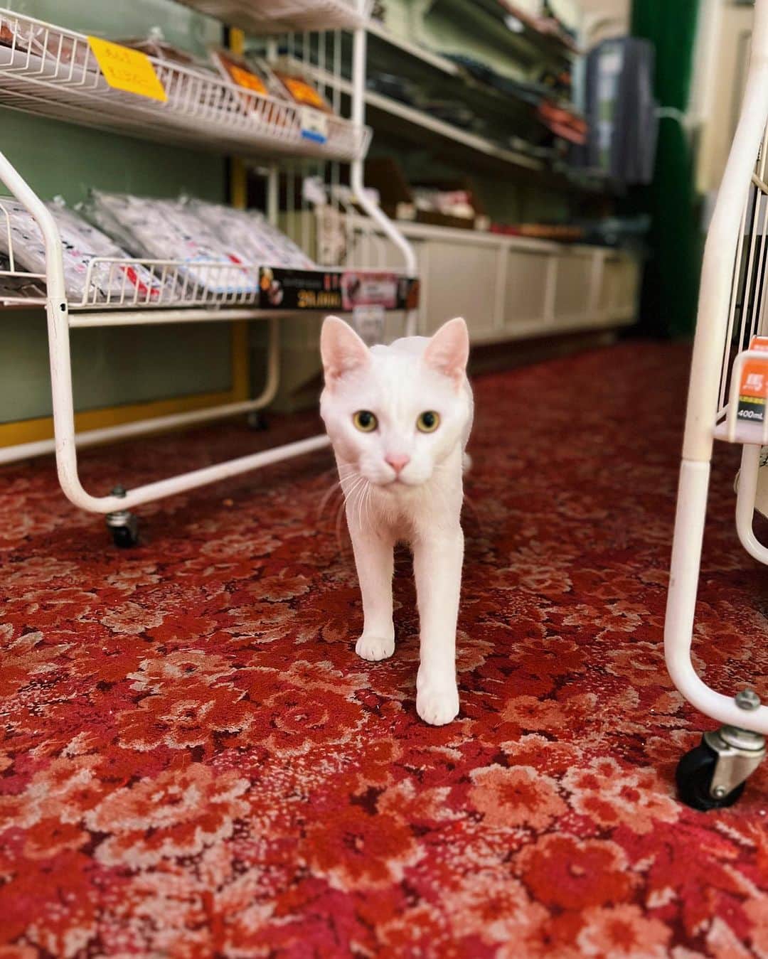 茜さやさんのインスタグラム写真 - (茜さやInstagram)「♨️温泉が気持ちいい季節♨️  この前行ったおすすめの温泉！ 塩原温泉にある秘湯の宿『元泉館』さん  ３つの異なる源泉があって、お湯はその日によって 様々な色に見えます✨  今回は邯鄲の湯に入ったけれど秘密基地みたいでワクワク！ 岩がむき出しで1人瞑想ができそうな空間でした…！  温泉成分の膜がバリバリにはっていて見た目からも最高！ 入ると腕や足につくくらいの濃厚さ🤤💕  見た目、匂い、成分等強くて濃い！ 温泉が大好きなのでたまらなかった🥰  さらに！ このお宿には保護猫ちゃんがフロントに沢山！ この日はチュールをあげさせていただきました🐈🐈‍⬛  本当に可愛かった〜☺️💕 癒される…！  最後に身体にいいので温泉飲んでみましたが（飲める温泉） 最後の表情通り美味しくは…なかったよ！笑  いい薬は苦いって言うし是非一度試してみてね🍵笑  《日帰り入浴》 8:00〜20:00の間の2時間 1人　800円（HPに嬉しい割引あり✨）  ※日帰り入浴でご利用可能な浴場は 高尾の湯大浴場と渓流露天風呂のみ♨️ （うちが入ったのは宿泊用の邯鄲の湯）  ランチもやられているみたいです🍽  #塩原温泉 #元泉館 #温泉　#栃木県　#栃木県観光 #塩原温泉 #猫のいる宿  #保護猫　#onsen #hotspring #hotsprings #tochigi」11月8日 23時13分 - saya.akane