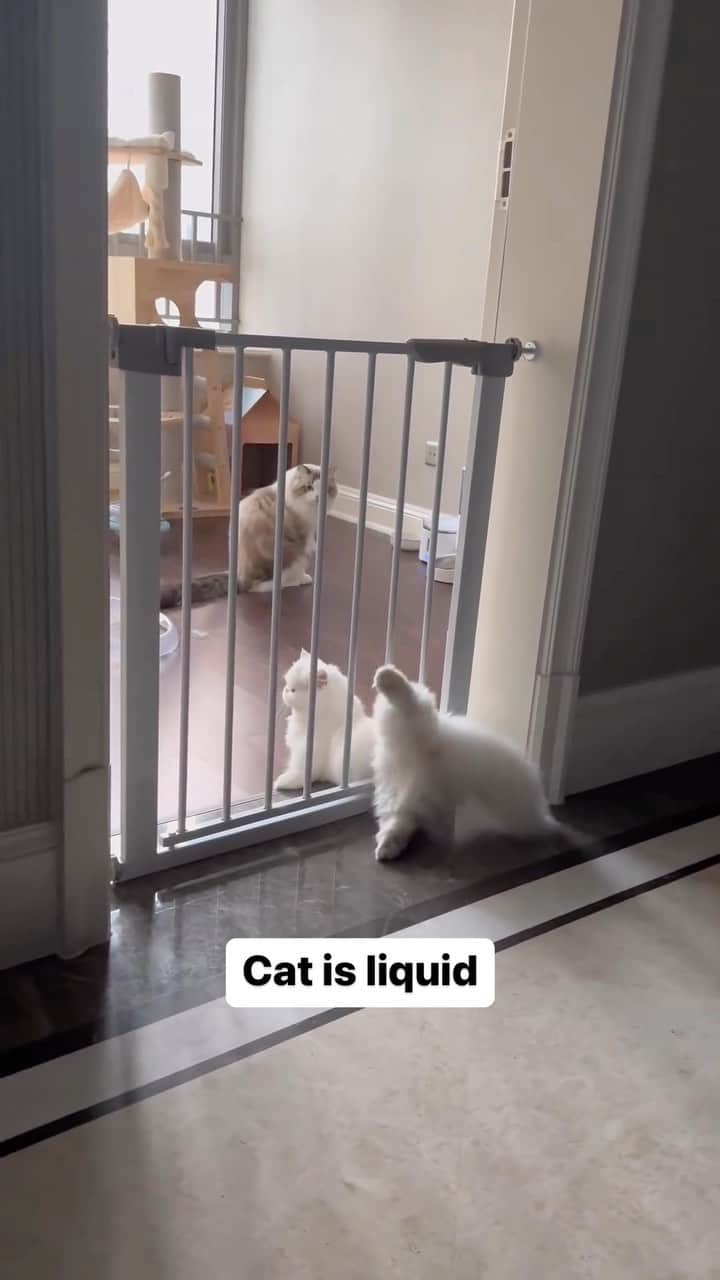 Cute Pets Dogs Catsのインスタグラム：「Cat is liquid  Credit: adorable @每天要喝两杯奶茶 | DY ** For all crediting issues and removals pls 𝐄𝐦𝐚𝐢𝐥 𝐮𝐬 ☺️  𝐍𝐨𝐭𝐞: we don’t own this video/pics, all rights go to their respective owners. If owner is not provided, tagged (meaning we couldn’t find who is the owner), 𝐩𝐥𝐬 𝐄𝐦𝐚𝐢𝐥 𝐮𝐬 with 𝐬𝐮𝐛𝐣𝐞𝐜𝐭 “𝐂𝐫𝐞𝐝𝐢𝐭 𝐈𝐬𝐬𝐮𝐞𝐬” and 𝐨𝐰𝐧𝐞𝐫 𝐰𝐢𝐥𝐥 𝐛𝐞 𝐭𝐚𝐠𝐠𝐞𝐝 𝐬𝐡𝐨𝐫𝐭𝐥𝐲 𝐚𝐟𝐭𝐞𝐫.  We have been building this community for over 6 years, but 𝐞𝐯𝐞𝐫𝐲 𝐫𝐞𝐩𝐨𝐫𝐭 𝐜𝐨𝐮𝐥𝐝 𝐠𝐞𝐭 𝐨𝐮𝐫 𝐩𝐚𝐠𝐞 𝐝𝐞𝐥𝐞𝐭𝐞𝐝, pls email us first. **」