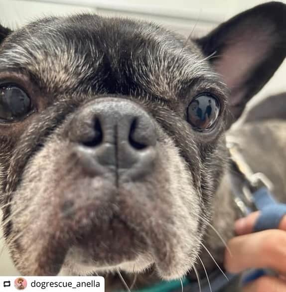浜崎あゆみのインスタグラム：「#Repost  @dogrescue_anella   ➖➖➖➖➖➖➖  動物の命を救っても世界は変えられない。でも、その動物の世界は永遠に変えられる。 私はこれからもこの言葉を信じて、彼等を家族の一員として向き合って行きます。ayu  ➖➖➖➖➖➖➖  浜崎あゆみさんのお家へ  今回 @a.you さんのお家に卒業したフレンチブルドッグのポートちゃん、コブちゃん。 ことの始まりは浜崎あゆみさんご本人様から直々にメッセージをいただいことが始まりでした。 『里親さんが見つかりづらい子がいたら教えてください‥』と‥ この子が良いとご指定があった訳ではなく、施設に長くいる子を引き取ってくださるという女神様のようなご連絡でした。 こちらで検討した結果、施設に1年いるフレンチブルドッグ2頭をお願いする事にしました。 可愛いだけではない、フレンチブルドッグは熱中症になりやすかったり、アレルギーや皮膚病になりやすかったり、そして性質上やんちゃで誤飲事故含めて躾に苦労することがあると言われている犬種です。 浜崎あゆみさんのおうちは元々フレンチブルドッグを飼育されているということもあり、安心だと判断致しました。 コブちゃんは年齢も9歳ということもあり、里親応募が今まで一件もありませんでした。 そしてポートちゃんも体質的に尿管結石ができやすかったり、過去に鼠蹊ヘルニアを発症し、お腹がとんでもなく腫れて緊急オペをした経緯がありました。 そういったことを全てお話しした上で『どんな子でも最期まで幸せにします』と二言返事をいただきました。 2頭とも繁殖犬として長い間閉られ、散歩も抱っこもなく赤ちゃんを産む為だけに懸命に生きてきた子たちです。 出して欲しいと硬い柵を何年も噛んでいたせいか、犬歯は擦り切れ削れており、2頭とも帝王切開の跡があり、おっぱいも大きく垂れ下がり、そして驚くことに声帯が切除されていました。 浜崎あゆみさんのご自宅にお届けし、初めておもちゃを与えてもらい、広いお庭で走り回る姿を見て、今まで苦労した分幸せを掴めたふたりにはこれからたくさんの楽しい経験をしてもらいたいと思いました。 はじめてのお家で粗相をしちゃう姿にもニコニコしながらお掃除をしてくださる浜崎さんの優しい姿を見て安心して、命のバトンタッチをさせていただきました。 "１匹の犬を救っても世界は変わらないが、その１匹の世界は永遠に変わるだろう。" という団体設立当初からみんなで大切しているメッセージを胸に、どんな命であってもその子ひとりひとりの幸せを考え、アネラではこれからも活動を続けていきます！ @anella_cafe  @anella_cafe_nagareyama  @anella_cafe_sakura  @petsalon_pinkbeach  @buzz_cafe_by_anella  @buzzcafebyanella_urayasu  @wantime_media  @nliving_thetheater  @nresort_theocean   #dogcatrescueanella #anella #dogrescue_anella #dogrescueanella #アネラ #ドッグレスキューアネラ #ドッグキャットレスキューアネラ #浜崎あゆみ #あゆ」
