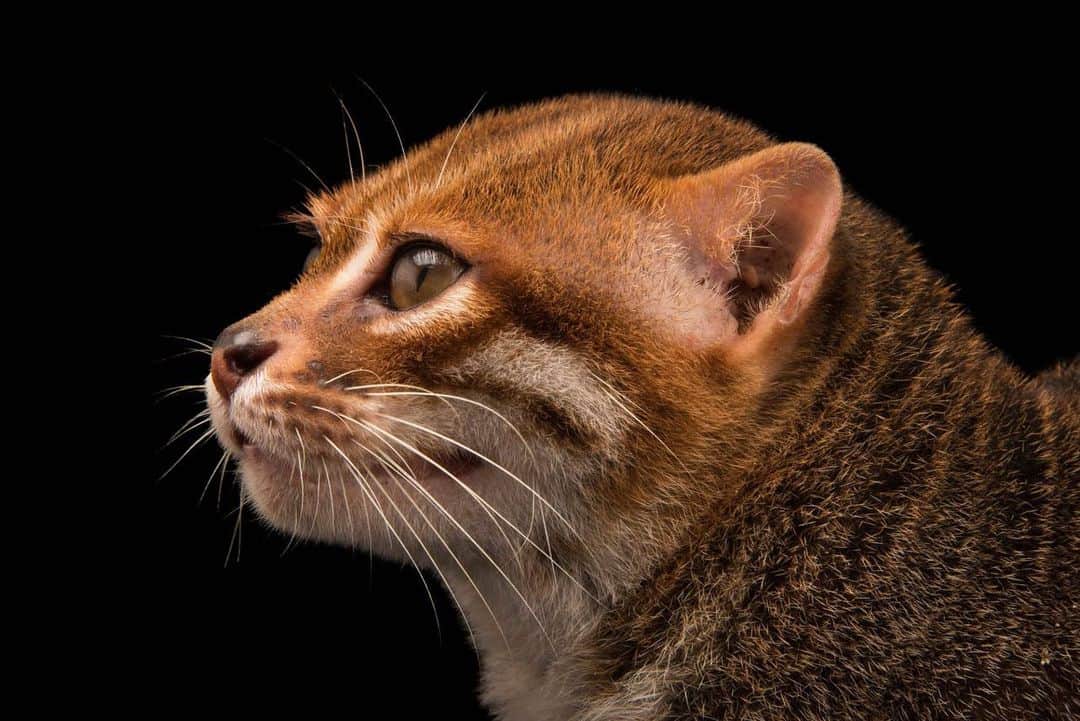 Joel Sartoreのインスタグラム：「The peculiar look of the flat headed cat at Zoo Taiping is vital to this species’ ability to survive in the wild. As a frequent visitor of mud-banks and riversides, this species feeds predominantly on fish, frogs, and crustaceans. Having eyes positioned farther forward on the head and closer together maximizes their binocular vision, making it easier for these cats to find and catch prey hiding beneath the surface of the water.   #cat #flatheaded #animal #mammal #feline #wildlife #photography #animalphotography #wildlifephotography #studioportrait #PhotoArk #SEAZA @insidenatgeo」