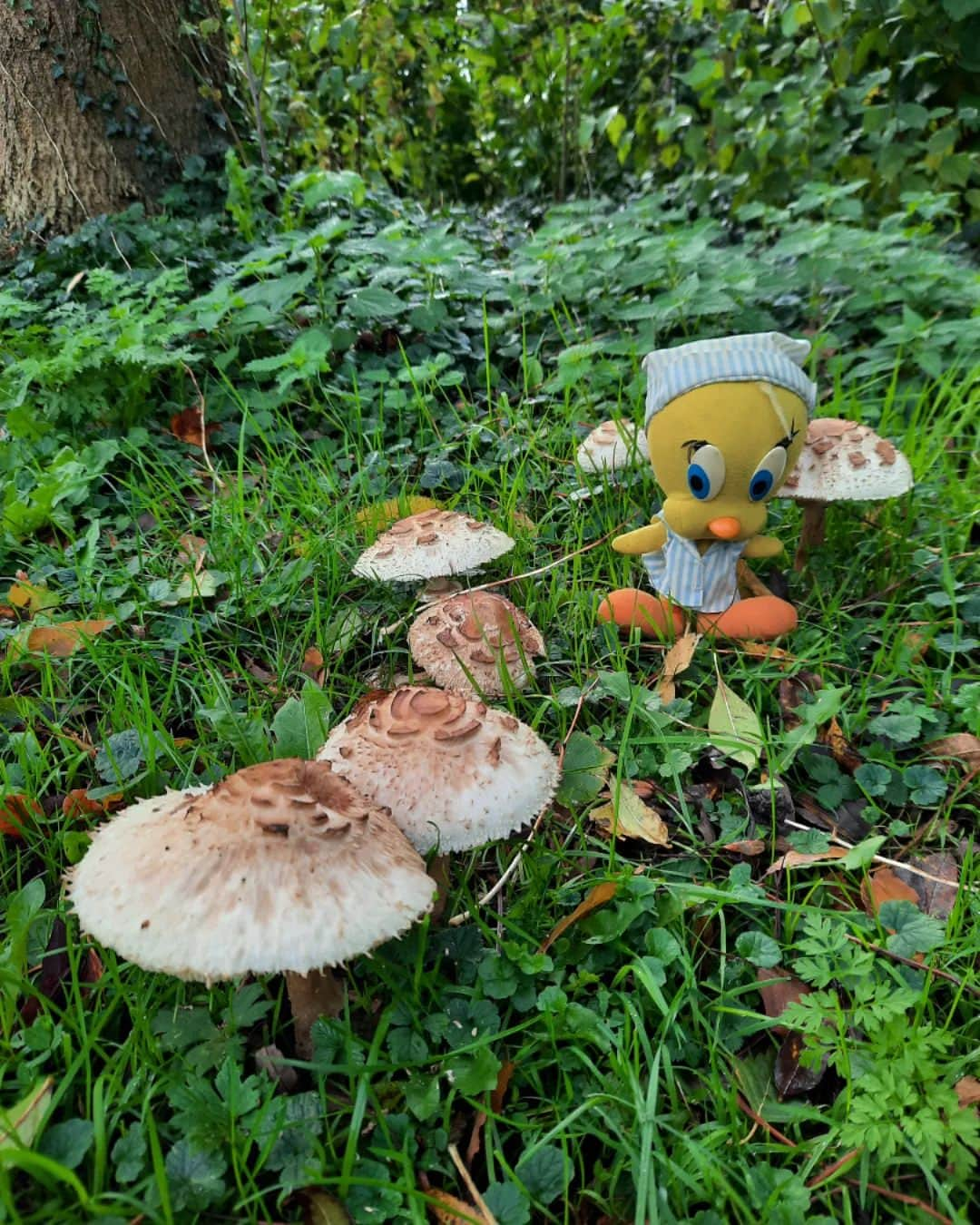 Little Yellow Birdのインスタグラム：「Yep, it's autumn all right!! #littleyellowbird #tweety #tweetykweelapis #ad#yellow #bird #wednesday #november #autumn #fall #herfst #paddenstoelen #mushrooms #funghi #rain #rainyday #stuffedanimalsofinstagram #plushiesofinstagram」