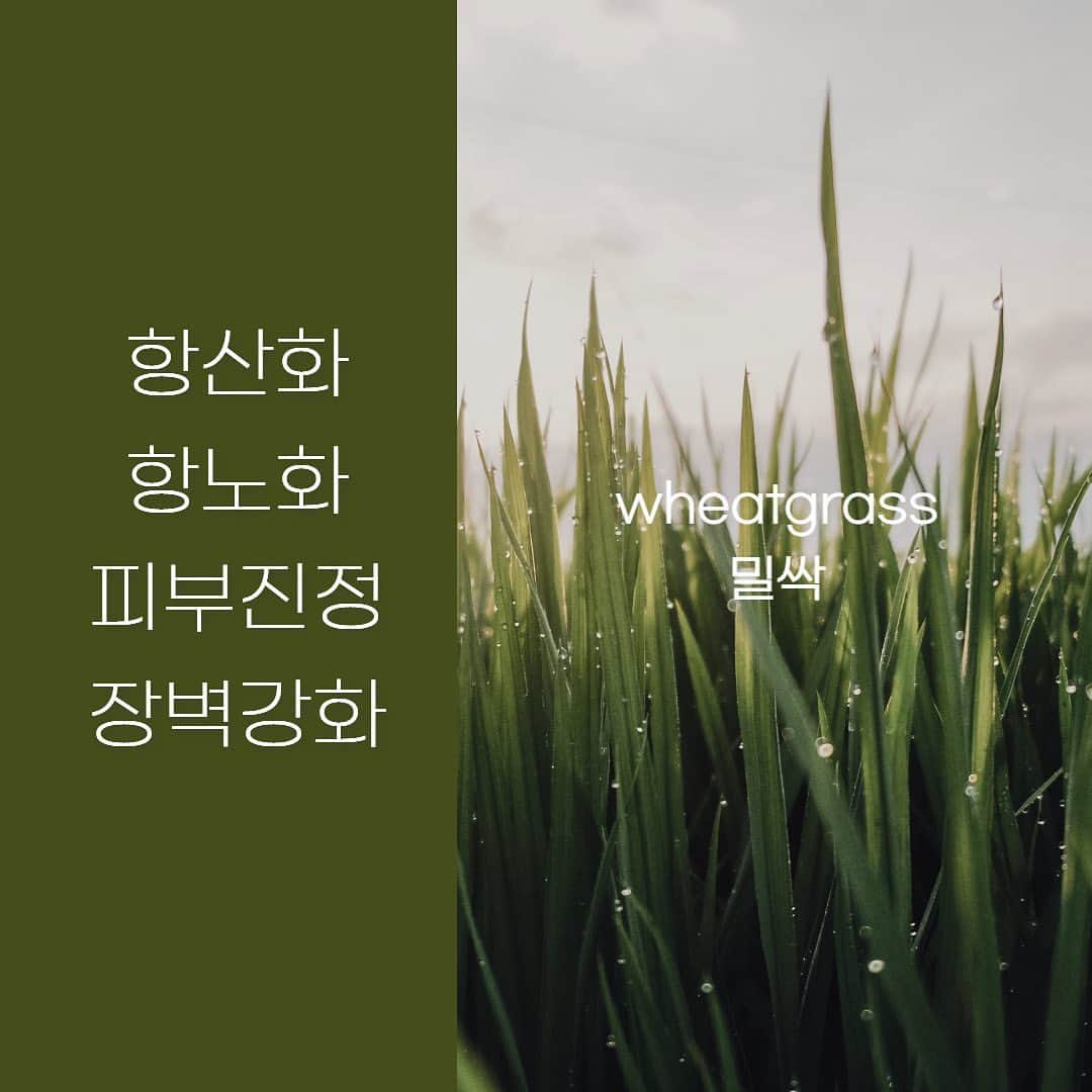 カヒ さんのインスタグラム写真 - (カヒ Instagram)「안녕하세요 라밀사랑 여러분🌱 2023년 마지막 공구가 찾아옵니다! 다가오는 크리스마스 연말 새해 선물 미리 쟁여쥬세요  라밀 폼토너는 가장인기 있는 제품으로 한번 닦으면 말끔하고 개운한 토너구요 두번 닸으면 촉촉 에센스 세번 닦으면 쫀쫀 보습 어마어마한 매니아층을 가지고 있죠. 이번에도 두둑히 쟁여주세요🔥💚  얼굴에 붉은기와 여드름 잡아주는 애센스와 촉촉 보습로션도 놓치지 마시고 꼭 붙들어주시구요!!! 내일!!! 바로 오픈합니다 놓치지 마세요!!!!!  #라밀 #밀싹화장품 #믿구가」11月8日 16時22分 - kahi_korea
