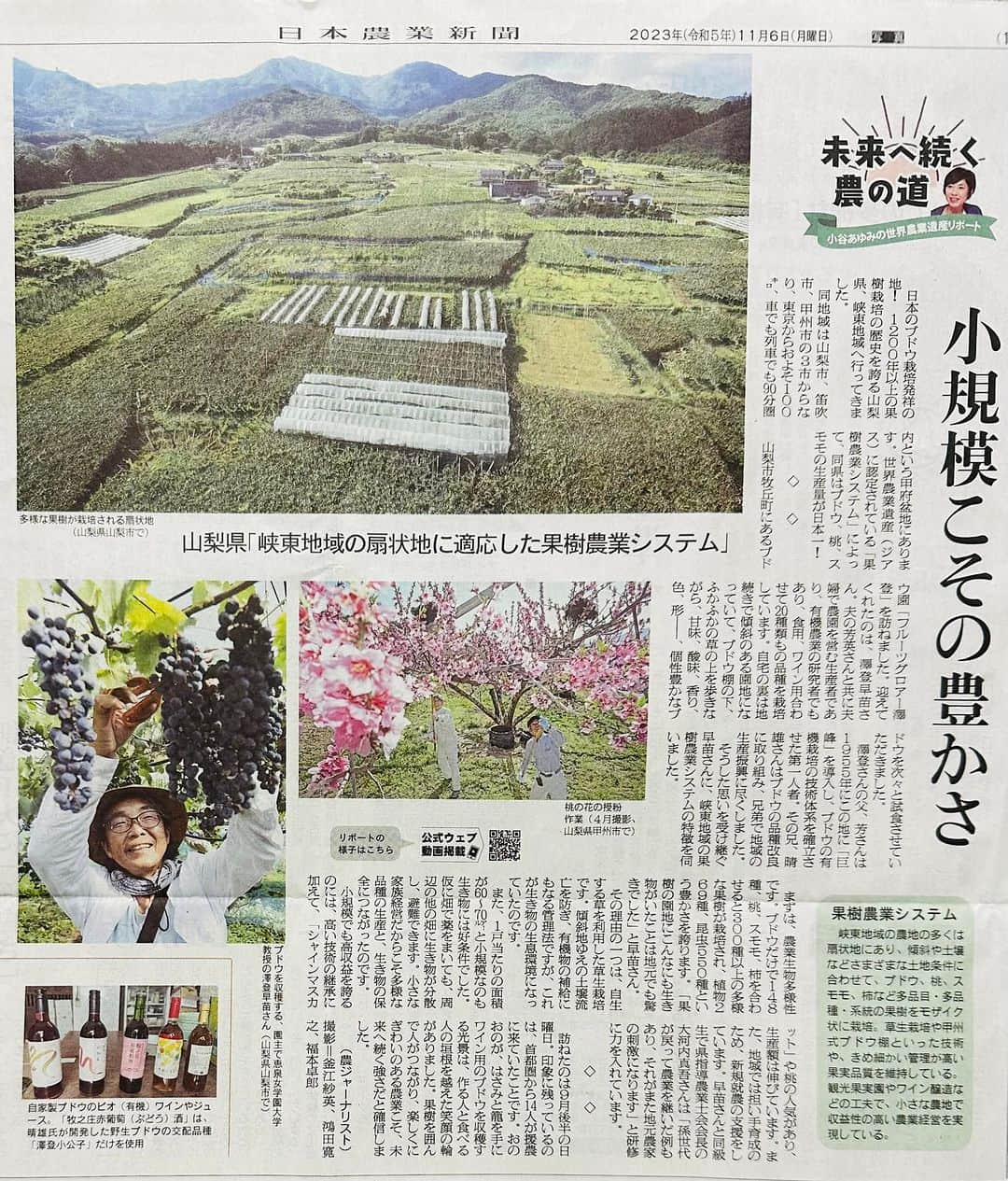 小谷あゆみのインスタグラム：「#世界農業遺産 に認定されている #峡東地域の果樹システム。 #GIAHS アグロエコロジーと有機の研究者であり、実践農家であり、教育家でもある 澤登 早苗先生を訪ねて、 生き物多様な草生栽培のこと、 傾斜地と扇状地という土地条件において発達した品種の豊かな果樹生産の背景について伺いました。 （日本農業新聞シリーズ11／6掲載） そんな澤登先生が登壇される 「有機農業でつながる環境・地域・未来」 11/16（水）東広島で開かれます。 わたしもパネルディスカッションのコーディネーター務めます。 かたつむりの会、産消提携、いろいろすごそう！ オンラインもあります。」